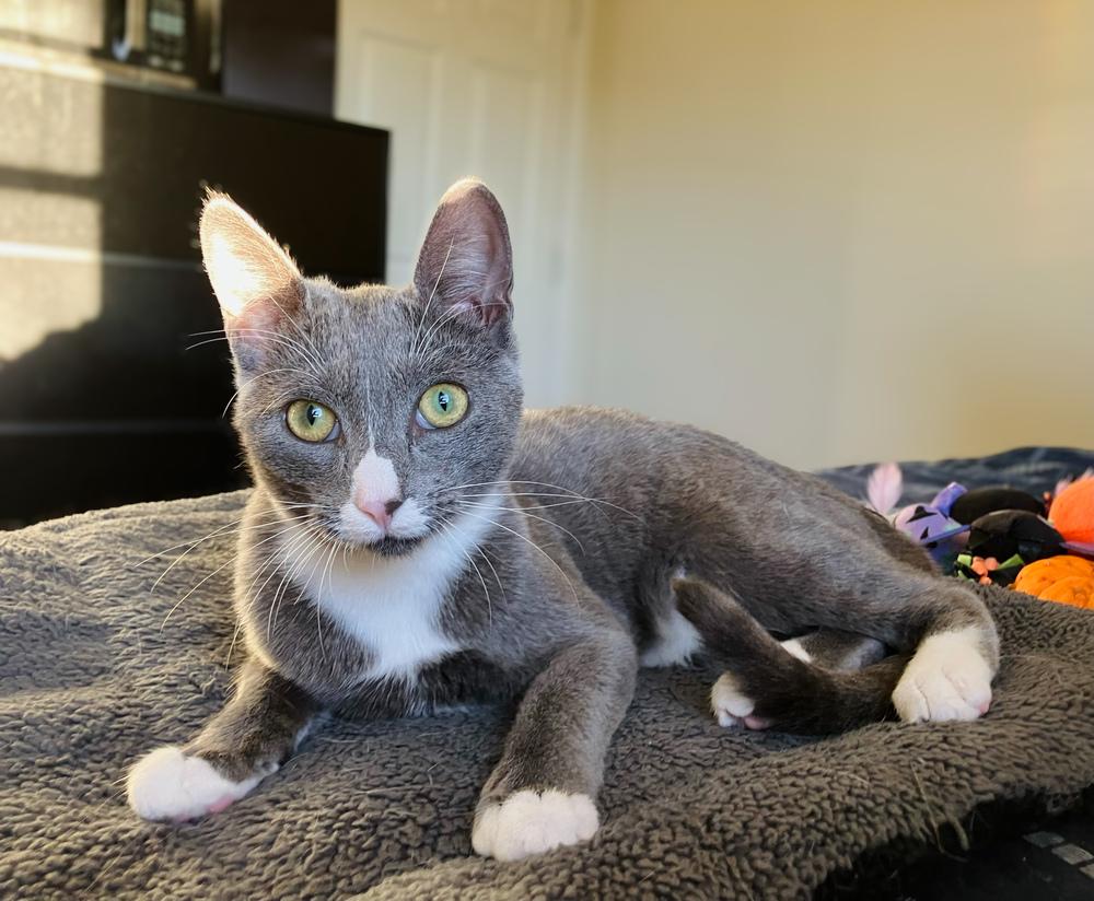 Pipsqueak, a Adoptable Domestic Short Hair in Statesboro, GA image 4/5