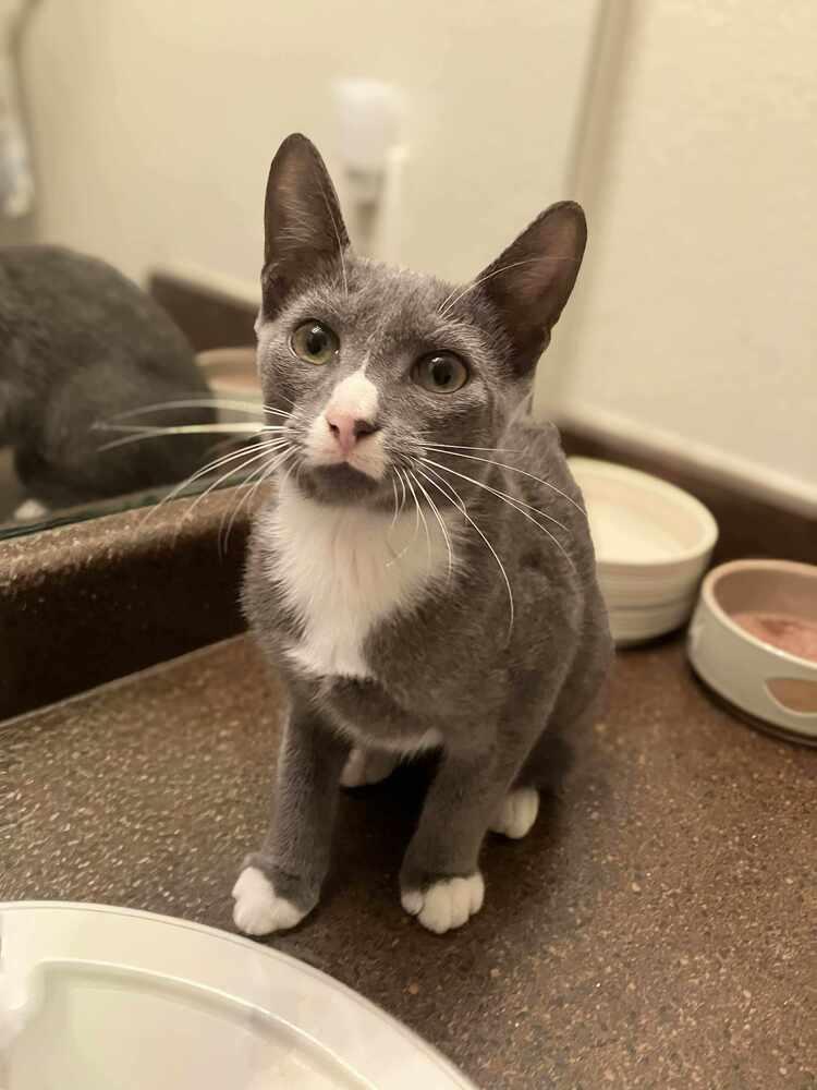 Pipsqueak, a Adoptable Domestic Short Hair in Statesboro, GA image 5/5