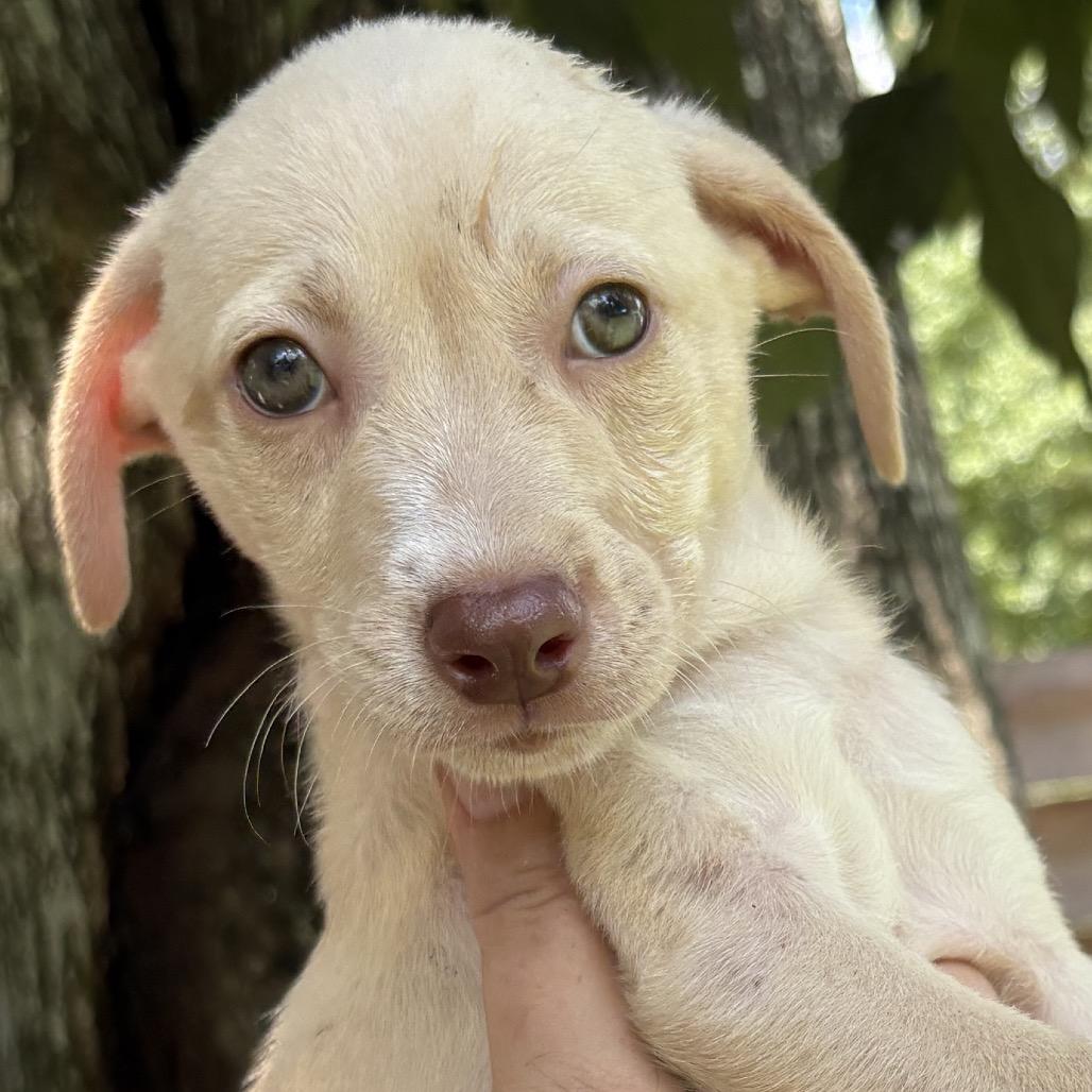 Silky, Adoptable, Puppy Female Terrier & Mixed Breed.