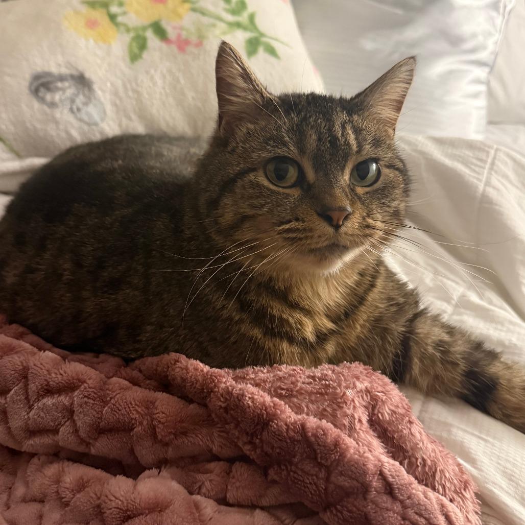 Hazel, Adoptable, Adult Female Domestic Short Hair.