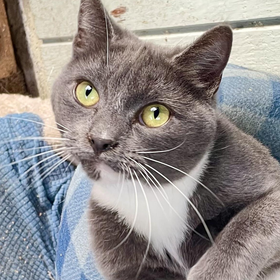 Enlarge Pionchle, an adopted mixed breed in Stanwood, WA image 4/6