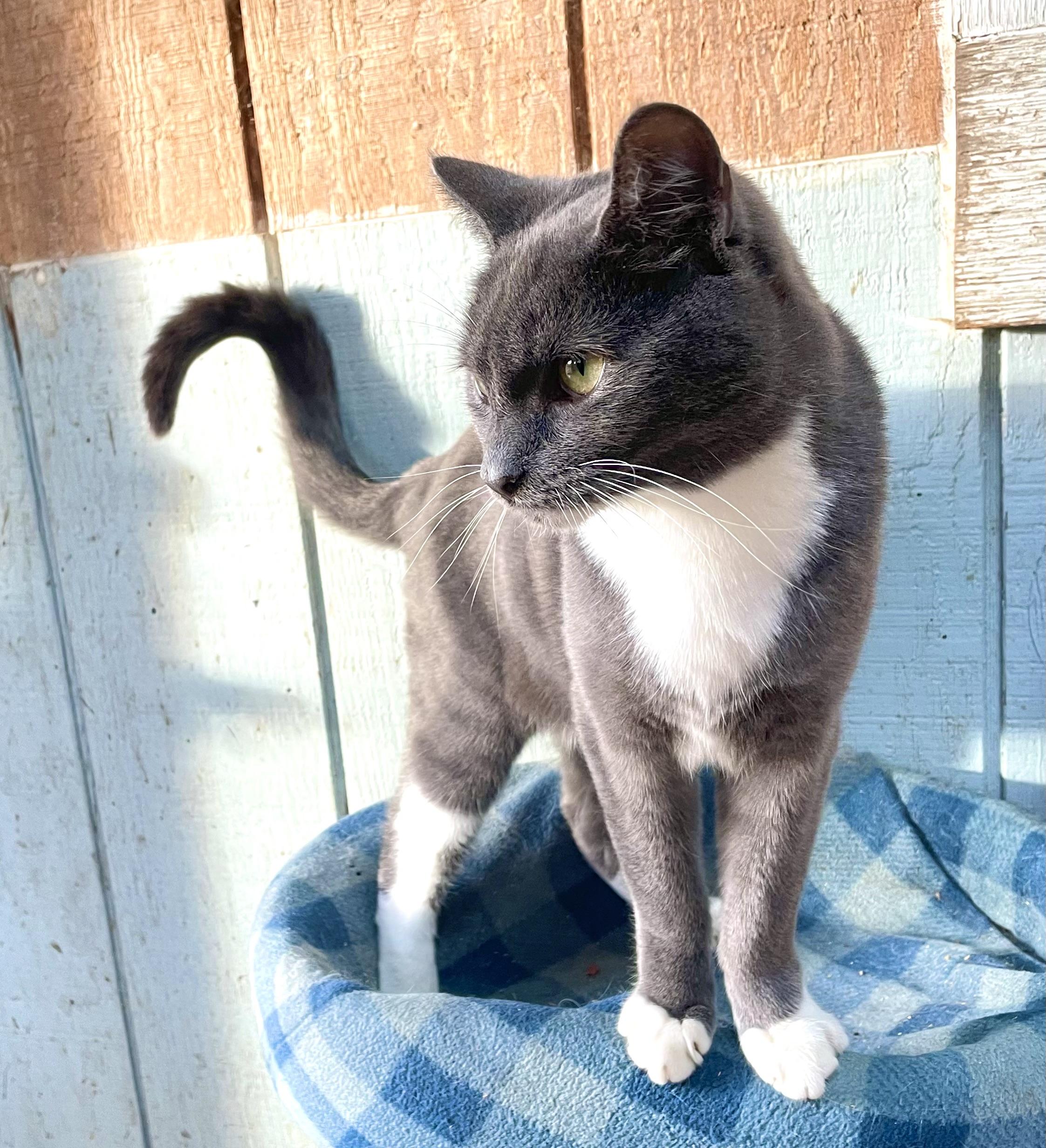 Pionchle, adopted, Young Female Domestic Short Hair.