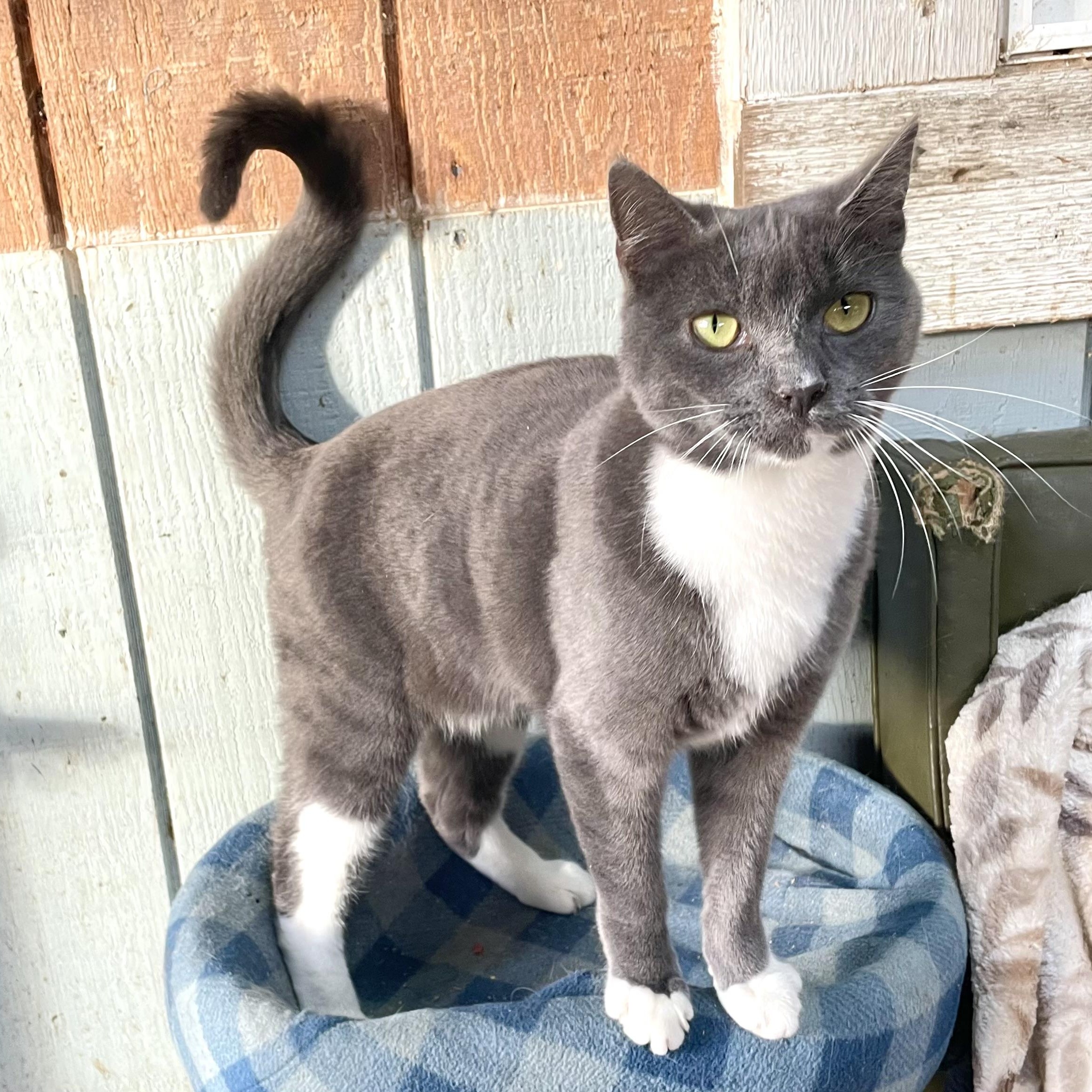 Enlarge Pionchle, an adopted mixed breed in Stanwood, WA image 6/6