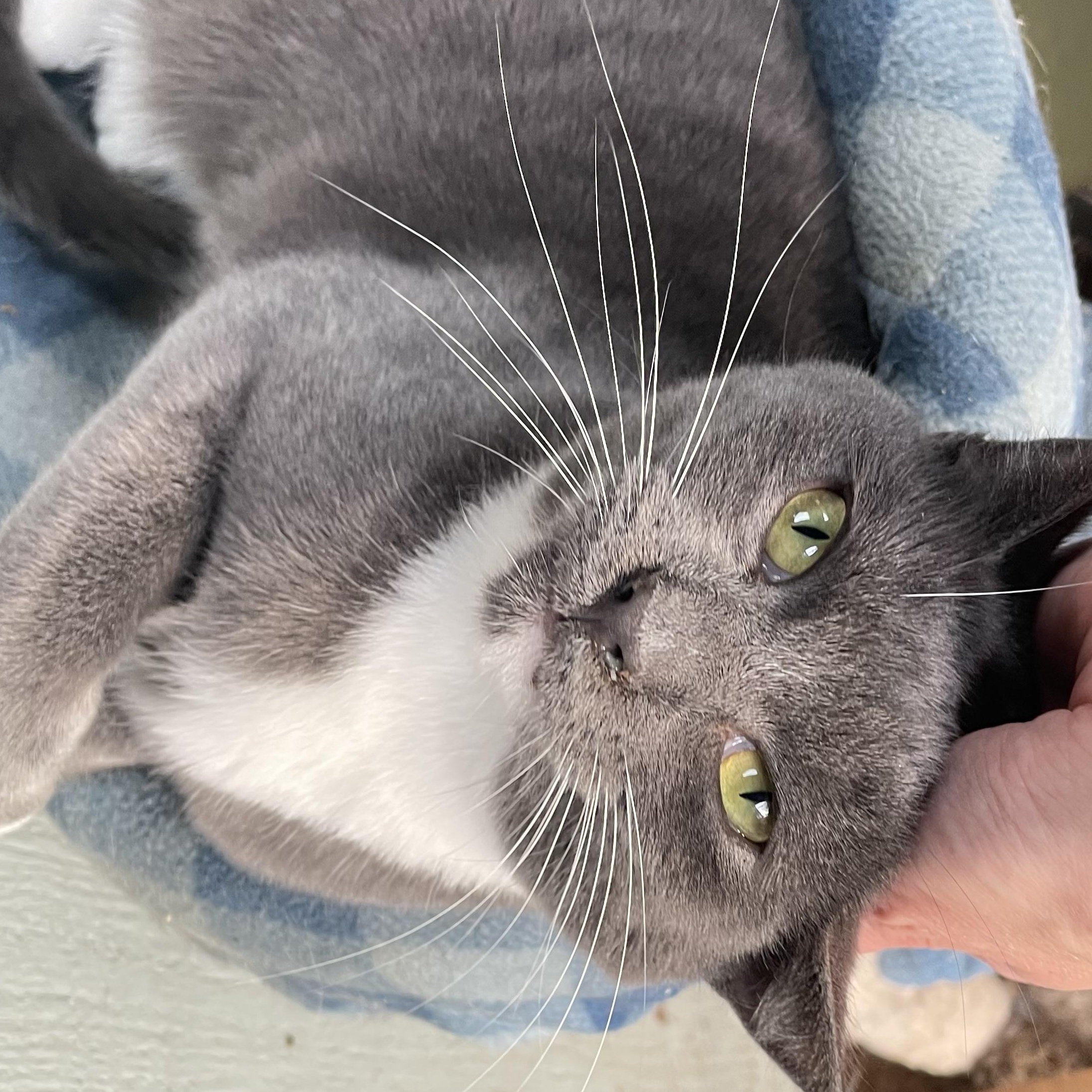 Enlarge Pionchle, an adopted mixed breed in Stanwood, WA image 3/6