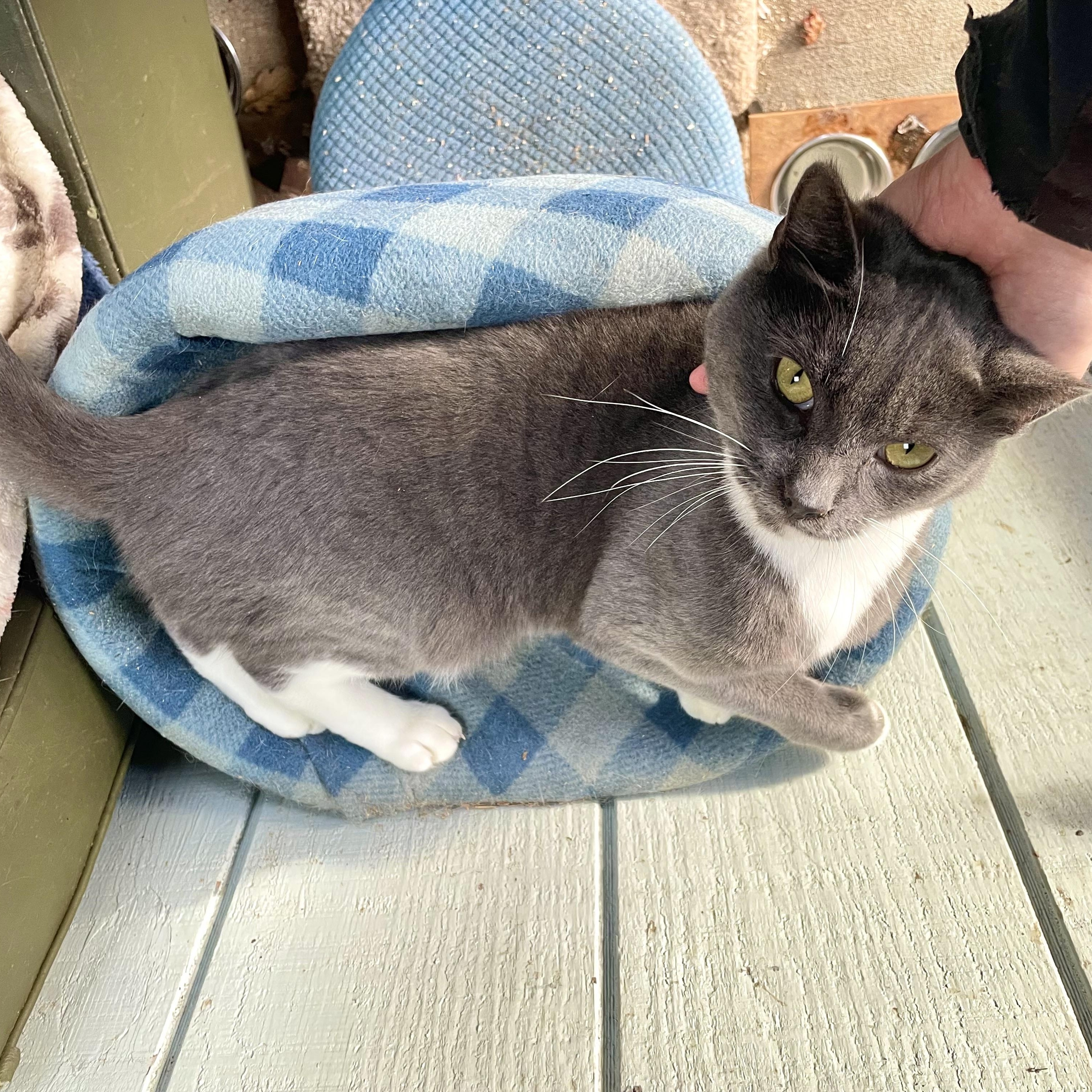 Enlarge Pionchle, an adopted mixed breed in Stanwood, WA image 5/6