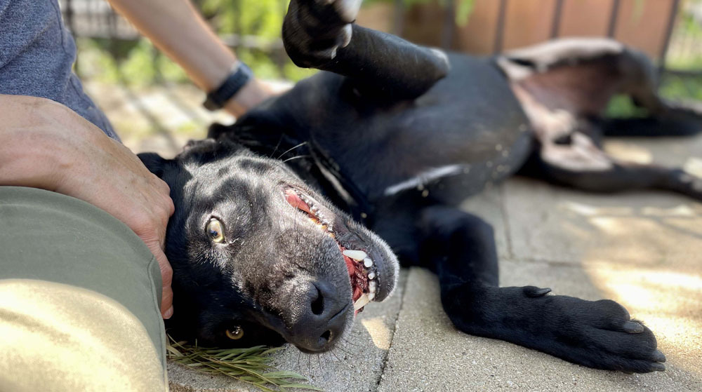 Enlarge Malone, a Adoptable mixed breed in Dallas, TX image 2/6