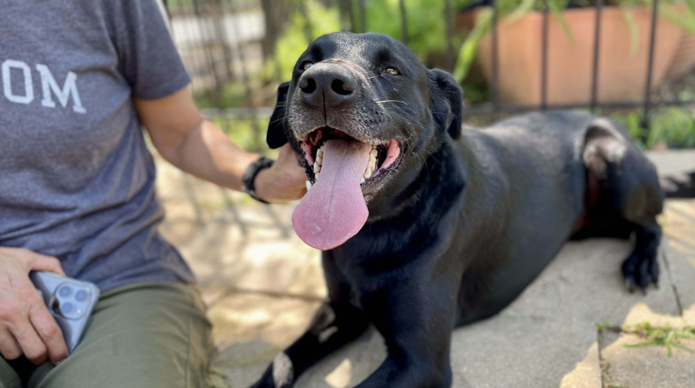 Enlarge Malone, a Adoptable mixed breed in Dallas, TX image 3/6