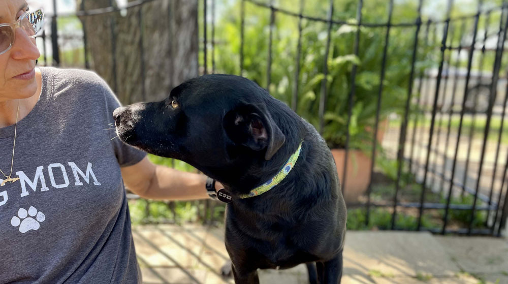 Enlarge Malone, a Adoptable mixed breed in Dallas, TX image 6/6