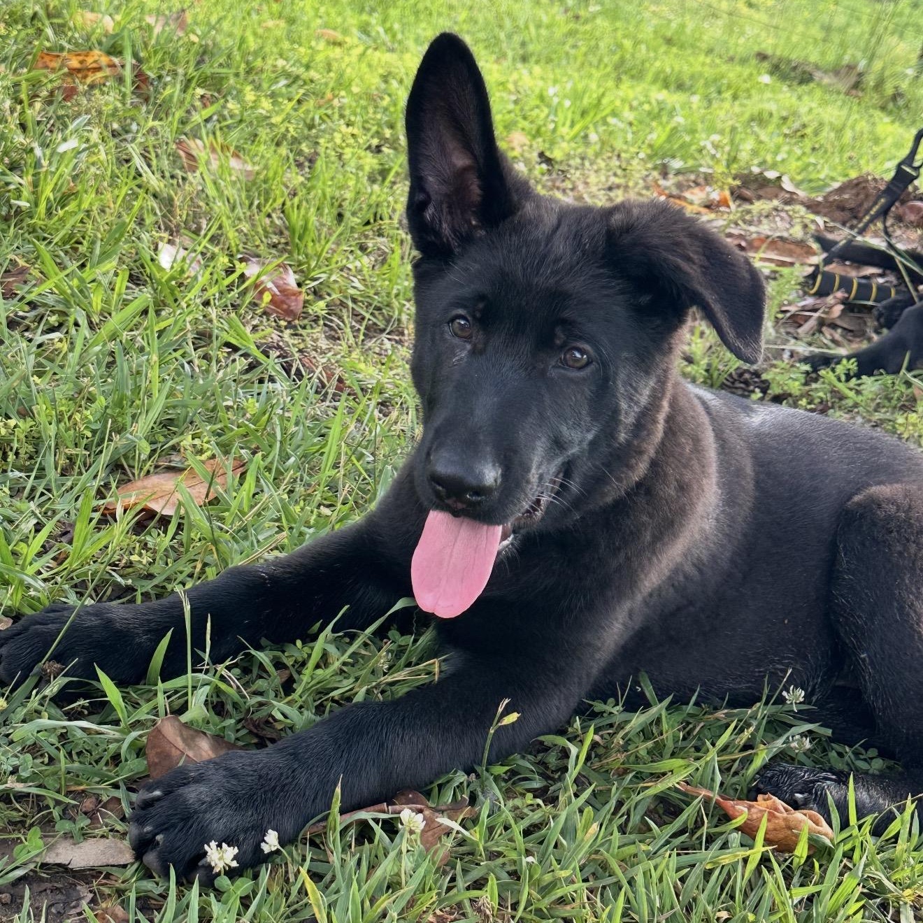 Binks, Adoptable, Puppy Male German Shepherd Dog.