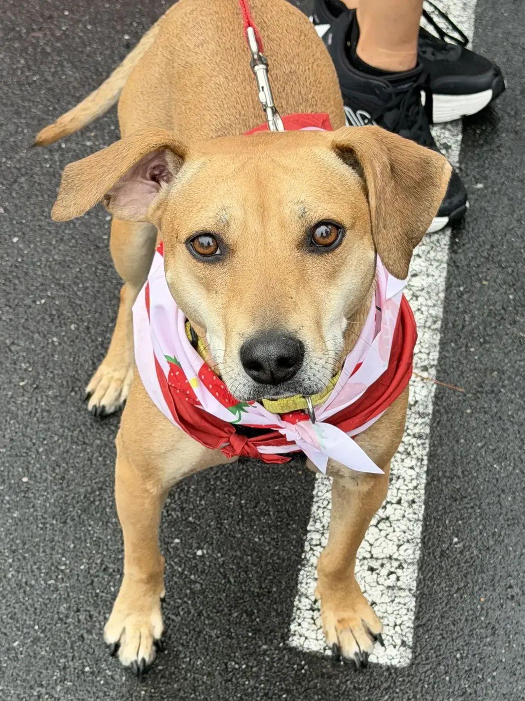 Tootsie - IN FOSTER - AVAILABLE TO ADOPT, a ADOPTABLE mixed breed in Clayton, NC image 3/6