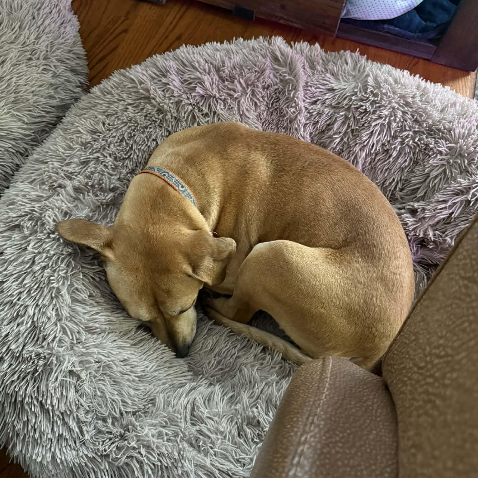 Tootsie - IN FOSTER - AVAILABLE TO ADOPT, a ADOPTABLE mixed breed in Clayton, NC image 5/5