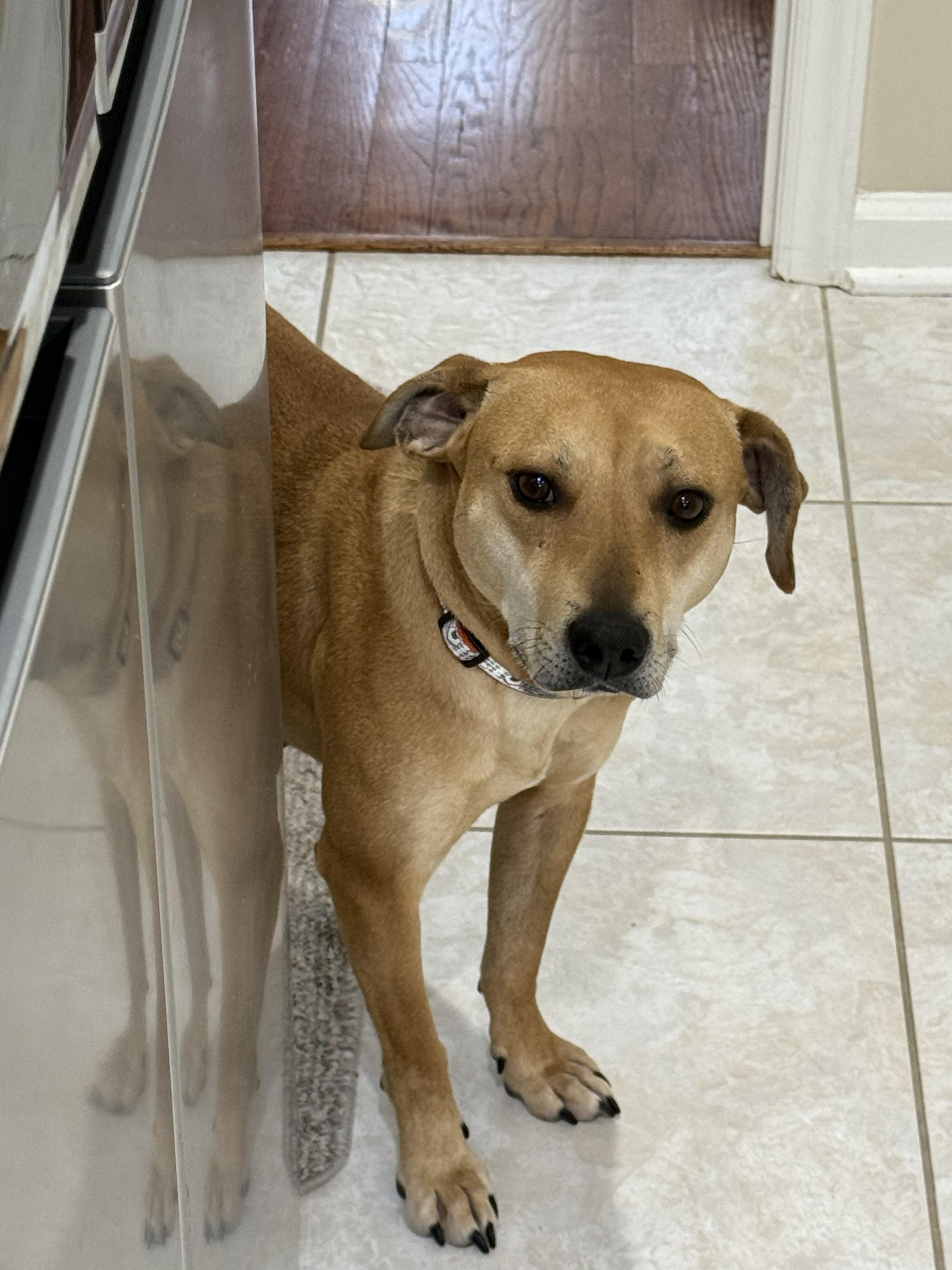 Enlarge Tootsie - IN FOSTER - AVAILABLE TO ADOPT, a ADOPTABLE mixed breed in Clayton, NC image 6/6