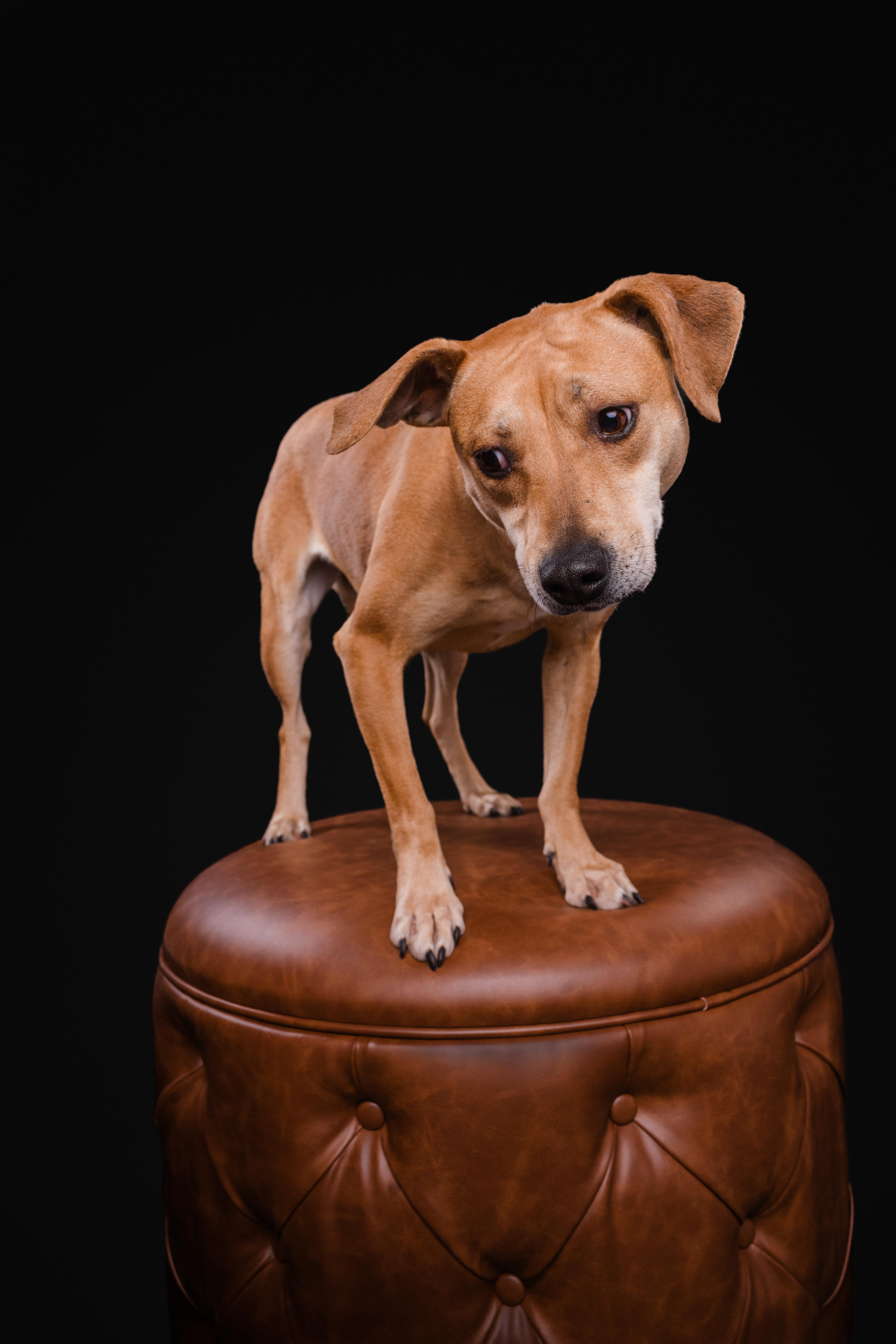 Enlarge Tootsie - IN FOSTER - AVAILABLE TO ADOPT, a ADOPTABLE mixed breed in Clayton, NC image 3/6