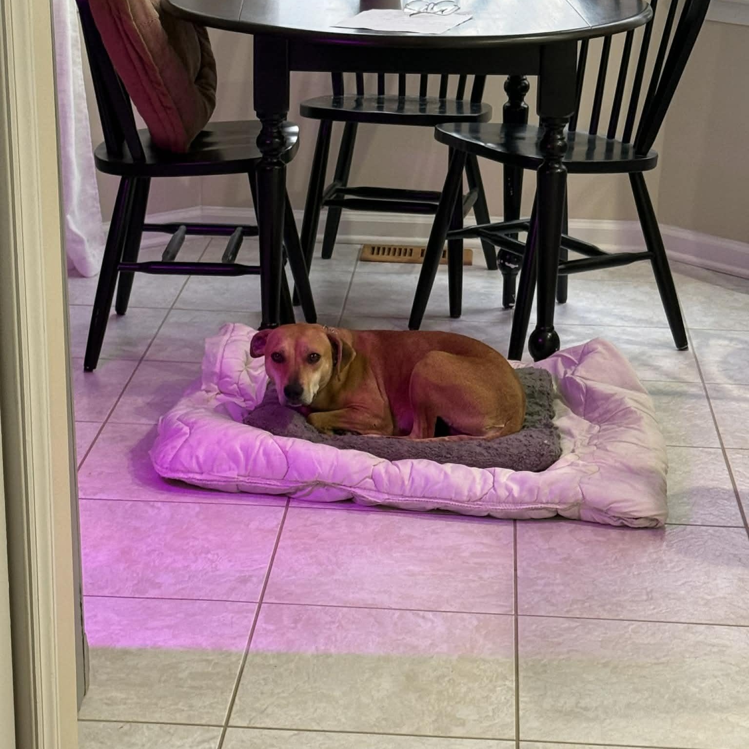 Tootsie - IN FOSTER - AVAILABLE TO ADOPT, a ADOPTABLE mixed breed in Clayton, NC image 2/5