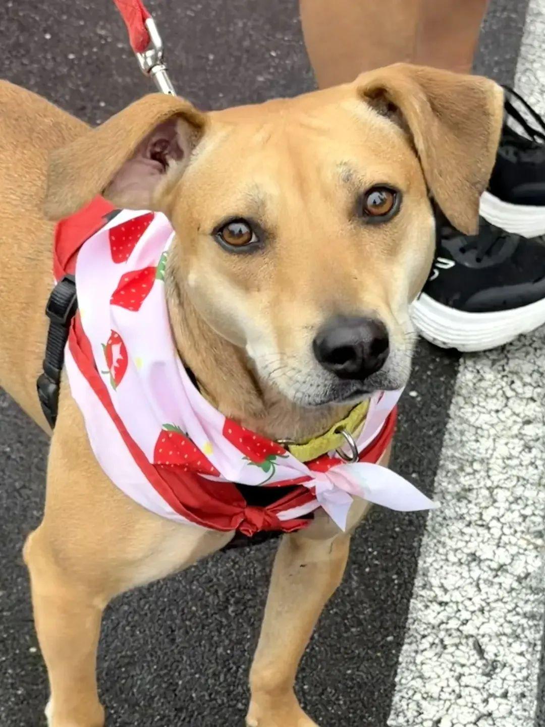 Tootsie - IN FOSTER - AVAILABLE TO ADOPT, ADOPTABLE, Adult Female Shiba Inu.