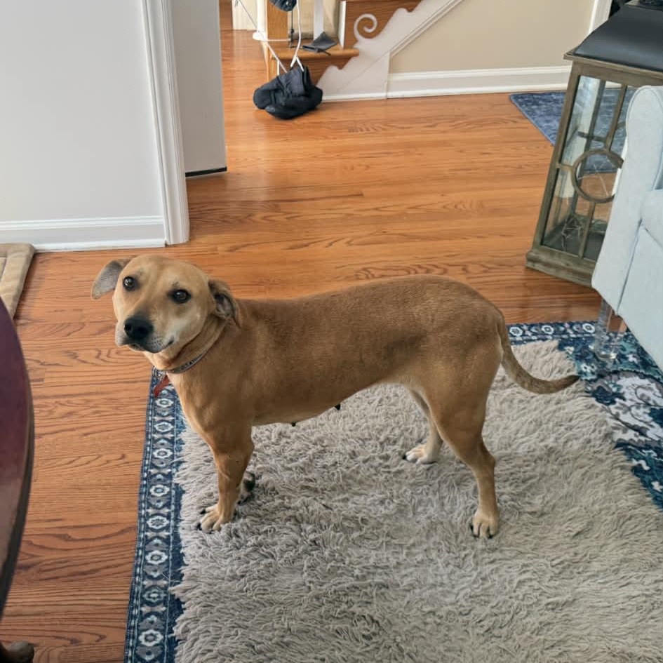 Tootsie - IN FOSTER - AVAILABLE TO ADOPT, ADOPTABLE, Adult Female Shiba Inu.