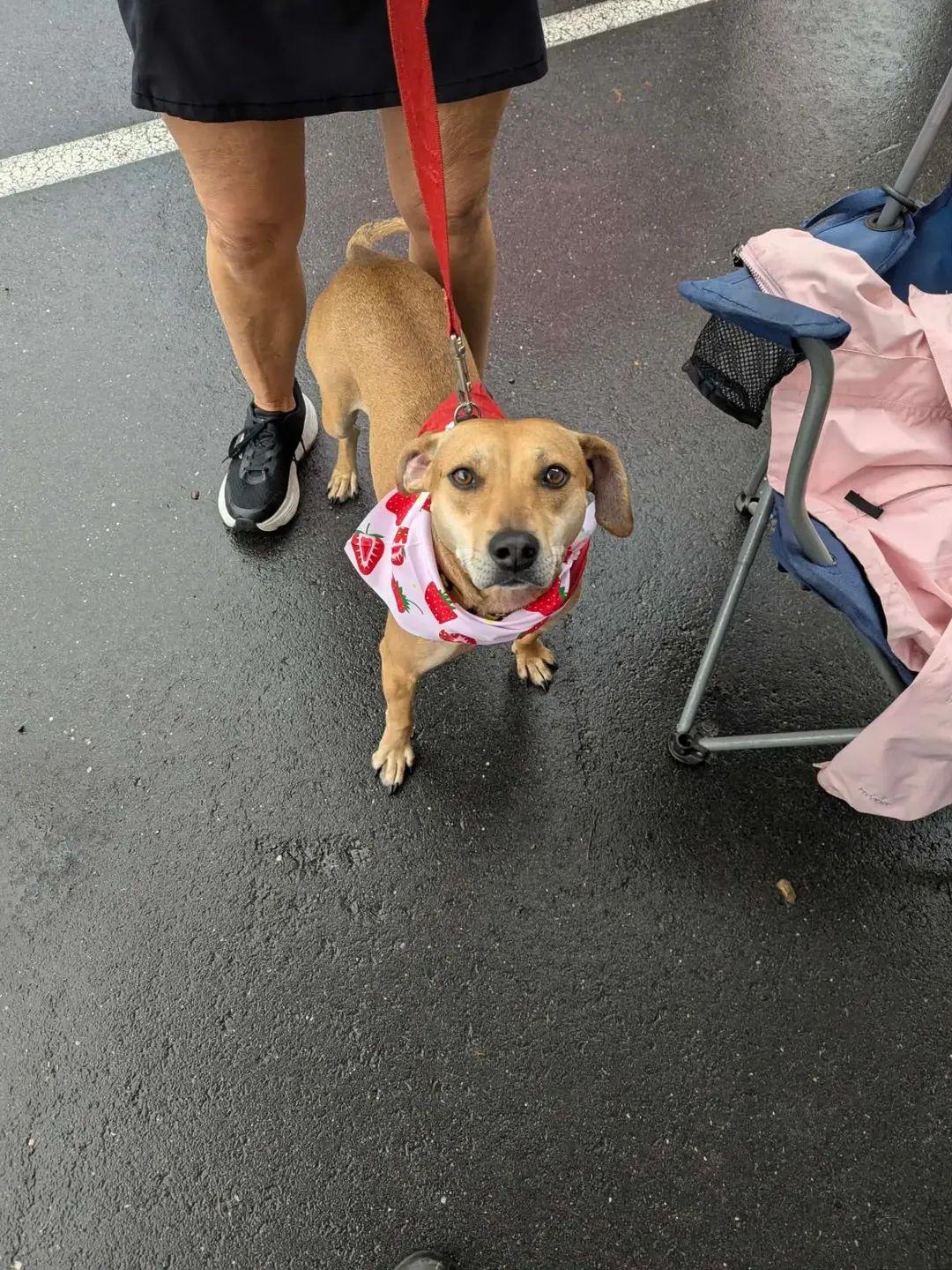 Tootsie - IN FOSTER - AVAILABLE TO ADOPT, a ADOPTABLE mixed breed in Clayton, NC image 4/6