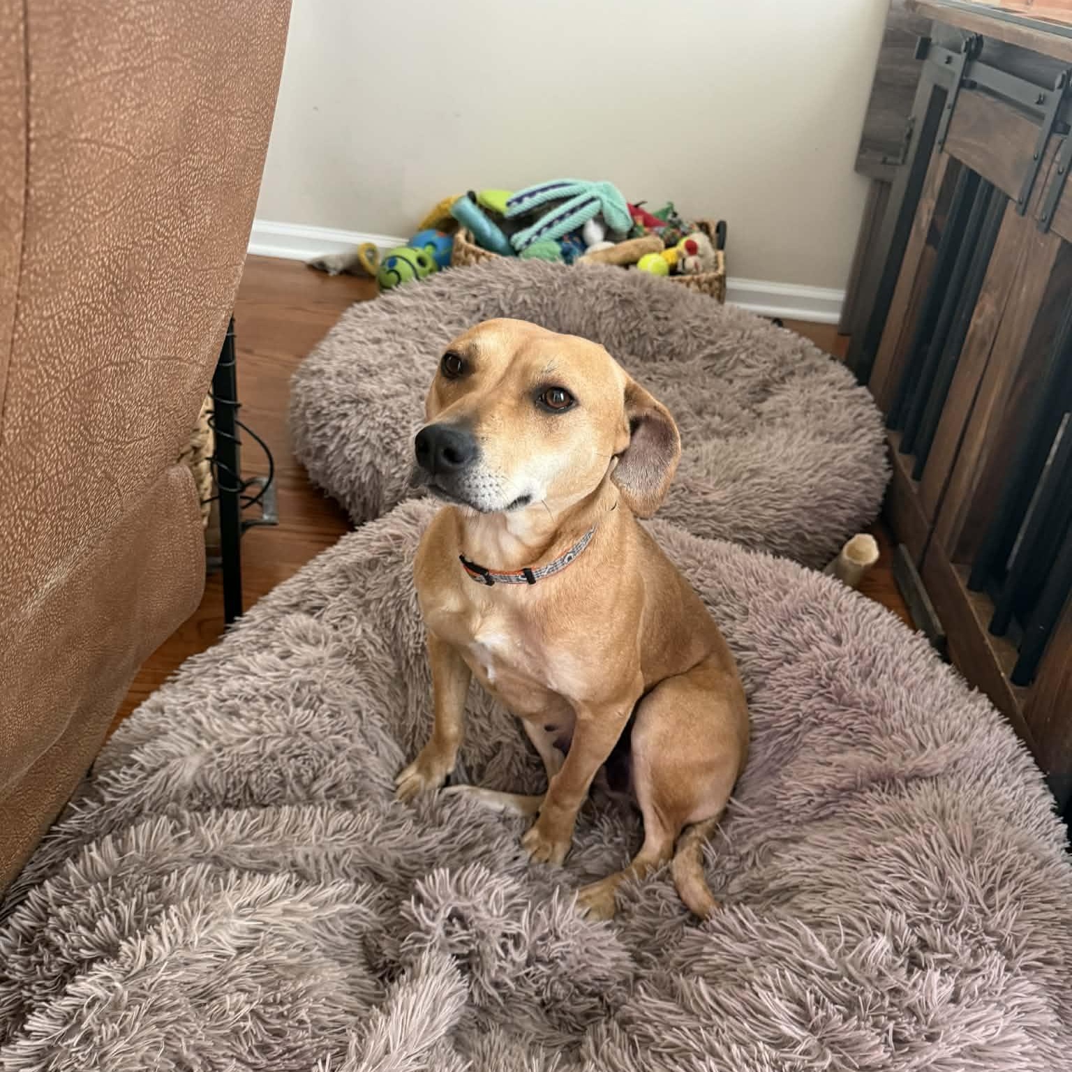 Tootsie - IN FOSTER - AVAILABLE TO ADOPT, ADOPTABLE, Adult Female Chihuahua.