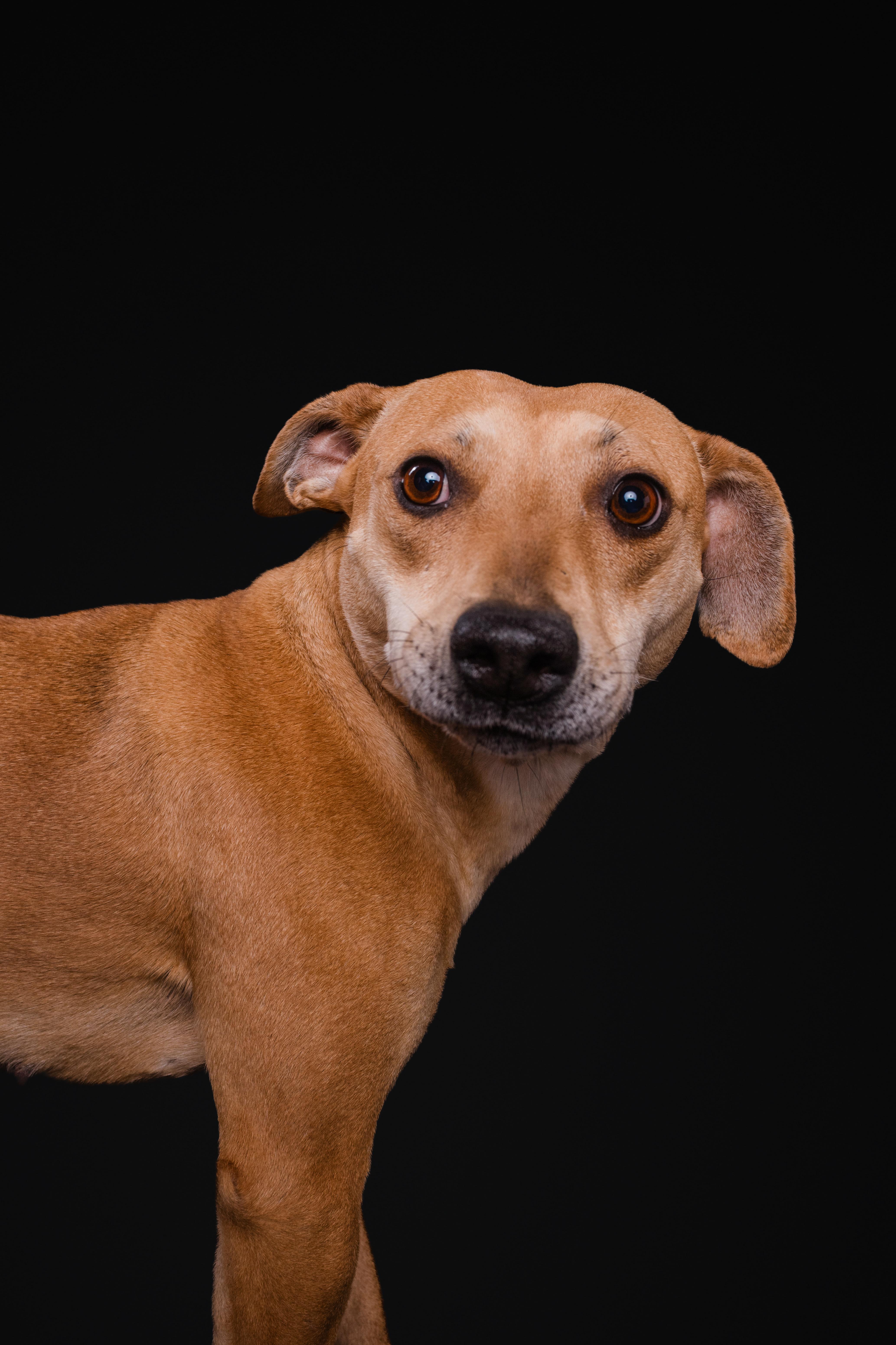 Tootsie - IN FOSTER - AVAILABLE TO ADOPT, ADOPTABLE, Adult Female Shiba Inu.