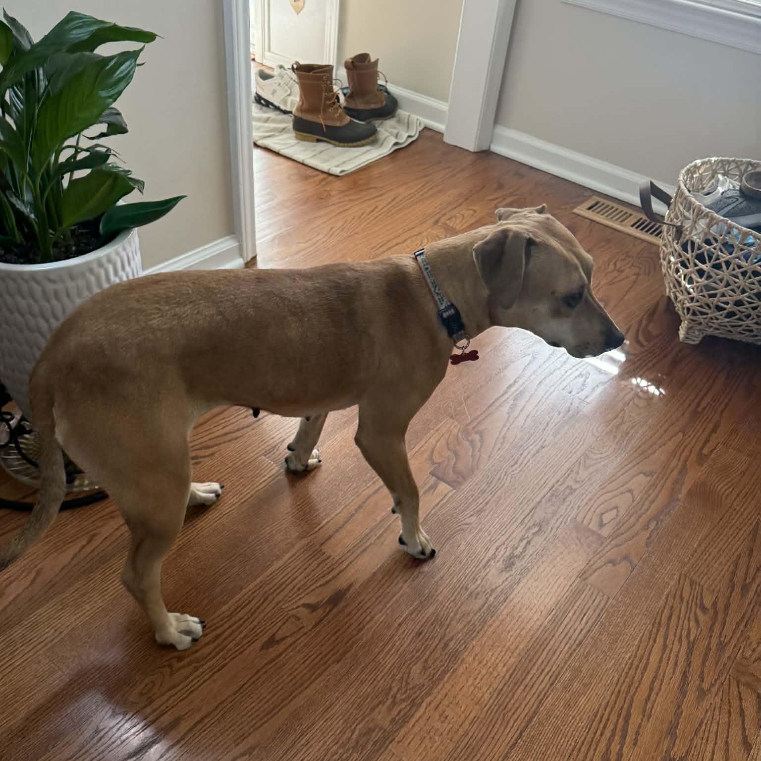 Tootsie - IN FOSTER - AVAILABLE TO ADOPT, a ADOPTABLE mixed breed in Clayton, NC image 4/5