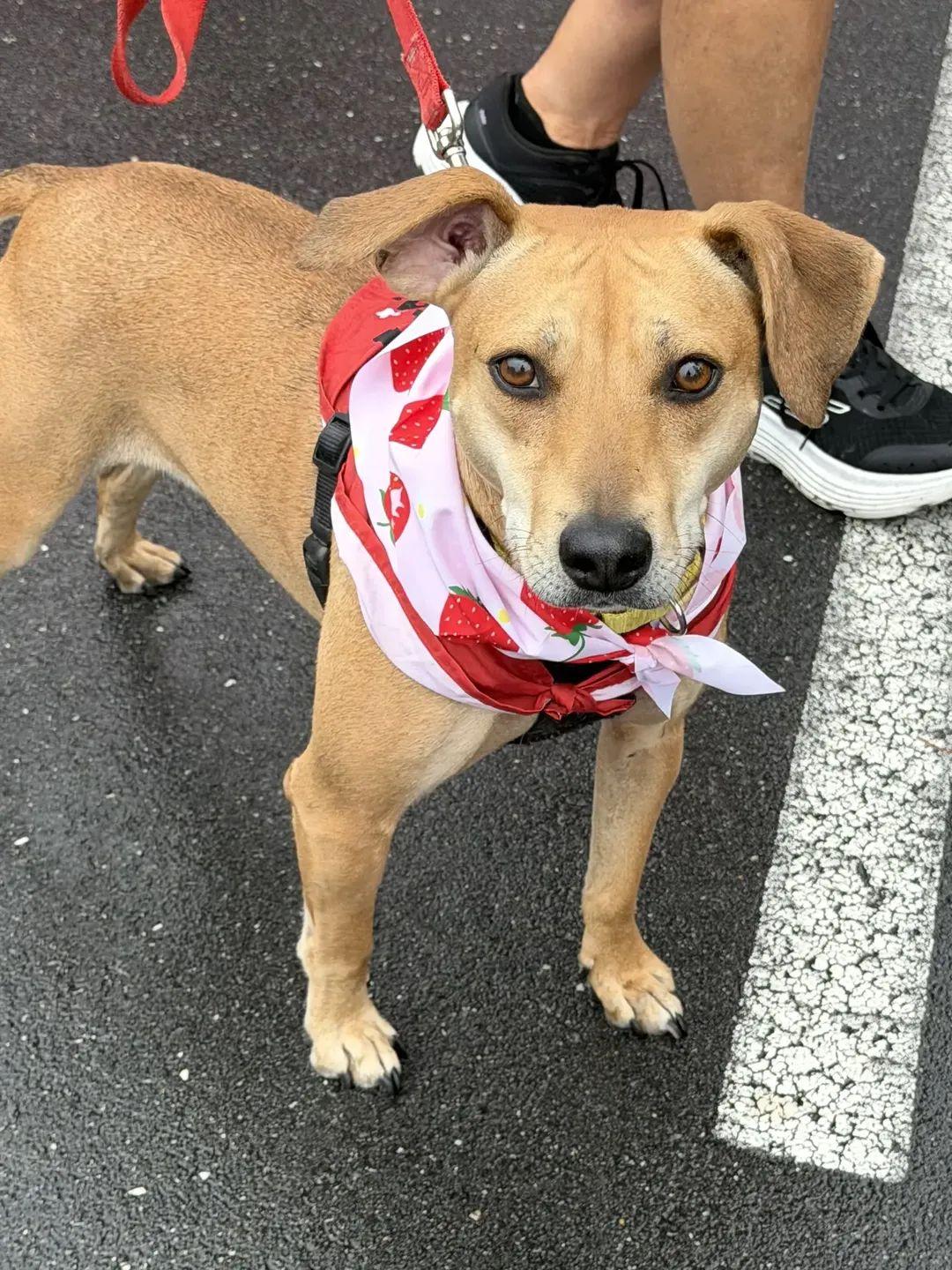 Tootsie - IN FOSTER - AVAILABLE TO ADOPT, a ADOPTABLE mixed breed in Clayton, NC image 2/6