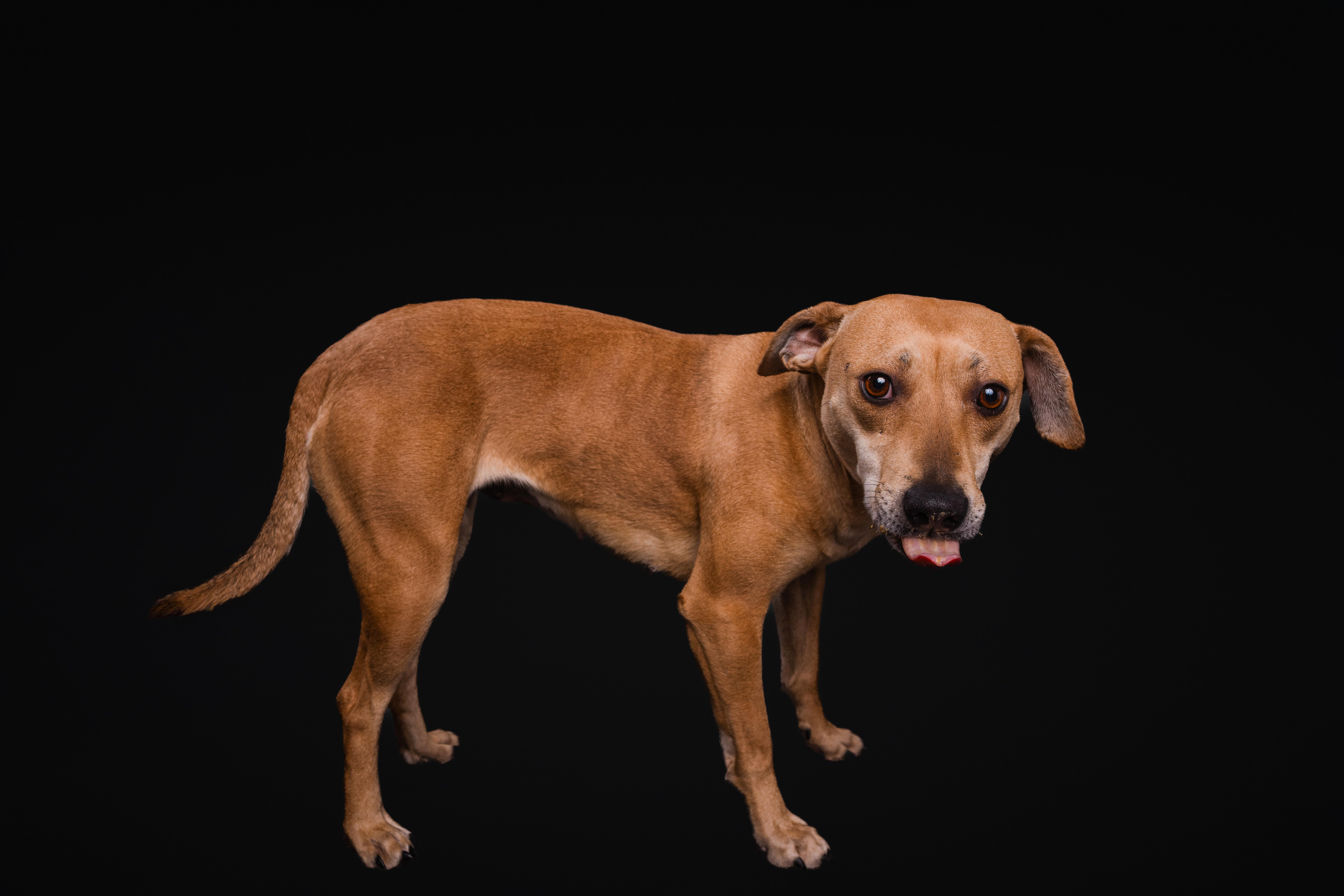 Enlarge Tootsie - IN FOSTER - AVAILABLE TO ADOPT, a ADOPTABLE mixed breed in Clayton, NC image 2/6