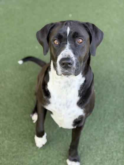 Adora, a ADOPTABLE mixed breed in Sacramento, CA image 3/3