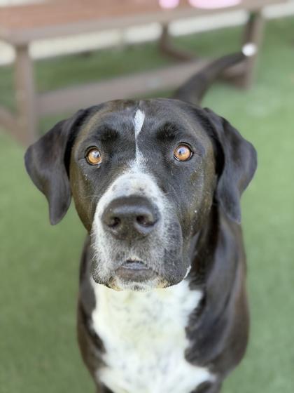 Adora, a ADOPTABLE mixed breed in Sacramento, CA image 2/3