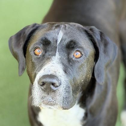 Adora, ADOPTABLE, Adult Female American Staffordshire Terrier.
