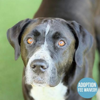 Adora, a ADOPTABLE mixed breed in Sacramento, CA image 1/4