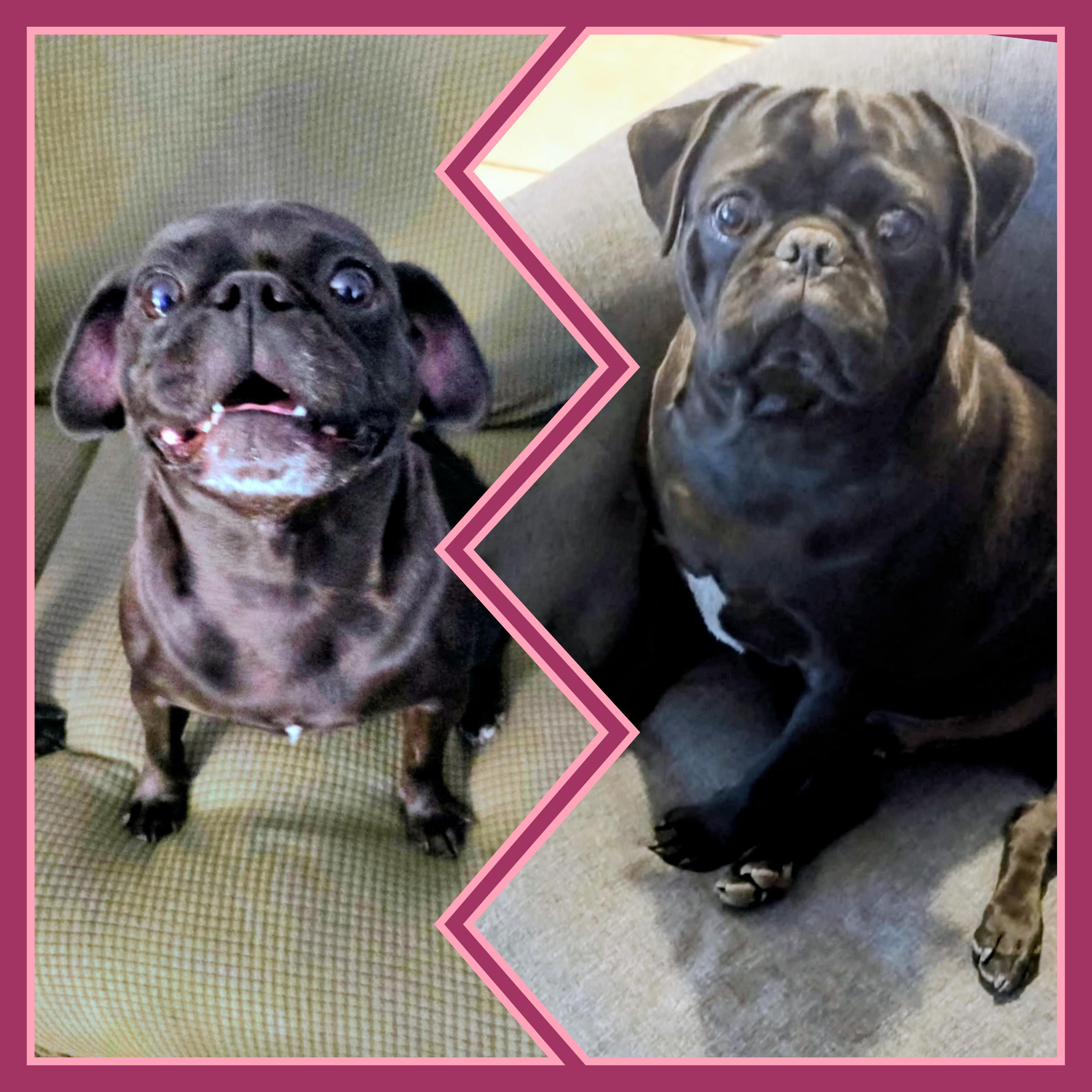 Gromit - bonded pair - Central Arizona