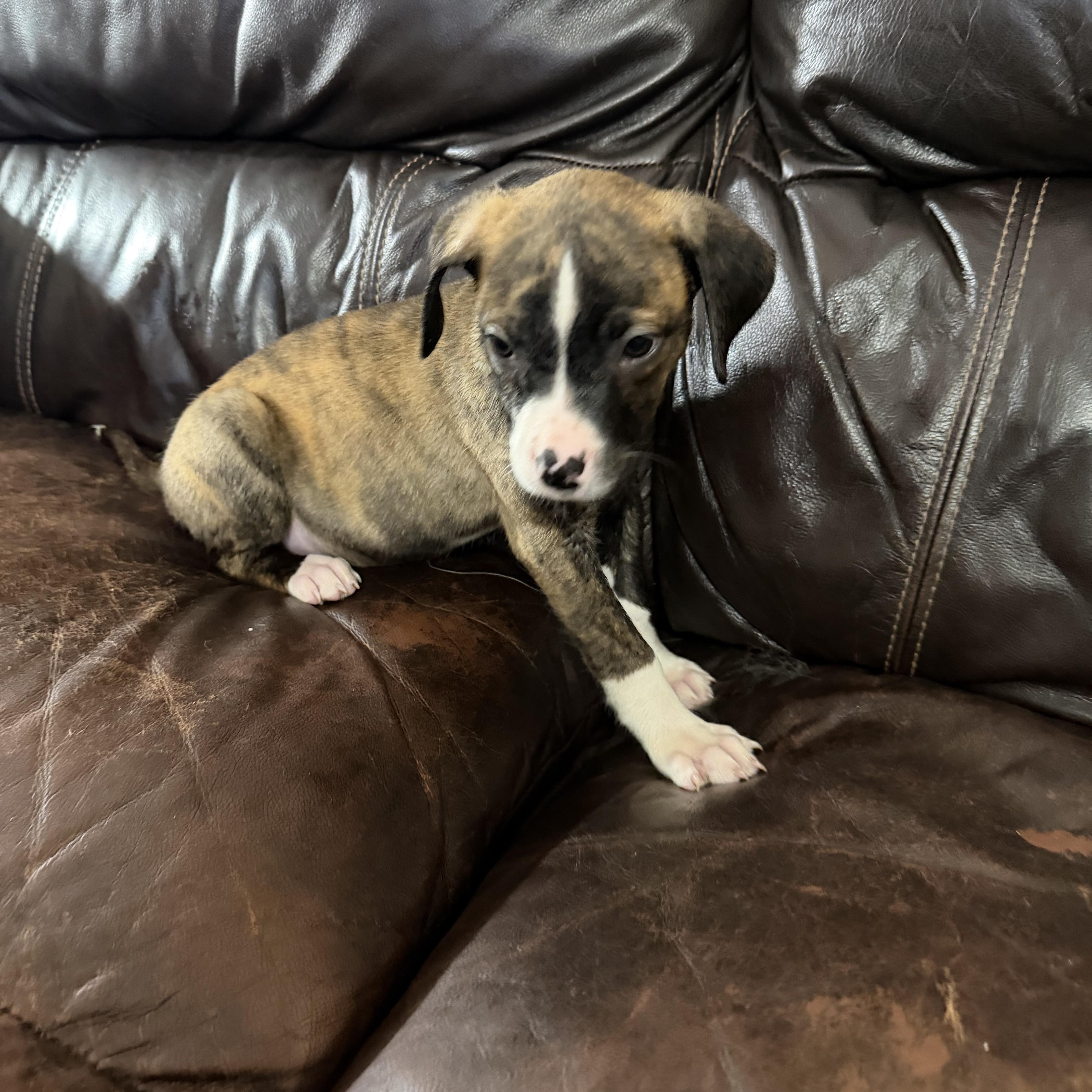 Enlarge Penelope, a ADOPTABLE mixed breed in Davisburg, MI image 1/1