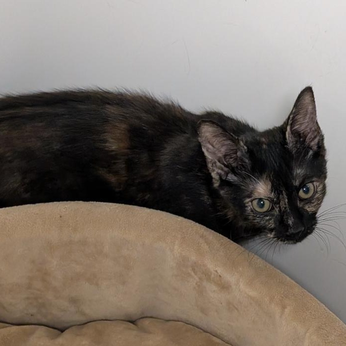 Enlarge Heather, a ADOPTABLE Tortoiseshell in Reisterstown, MD image 6/6