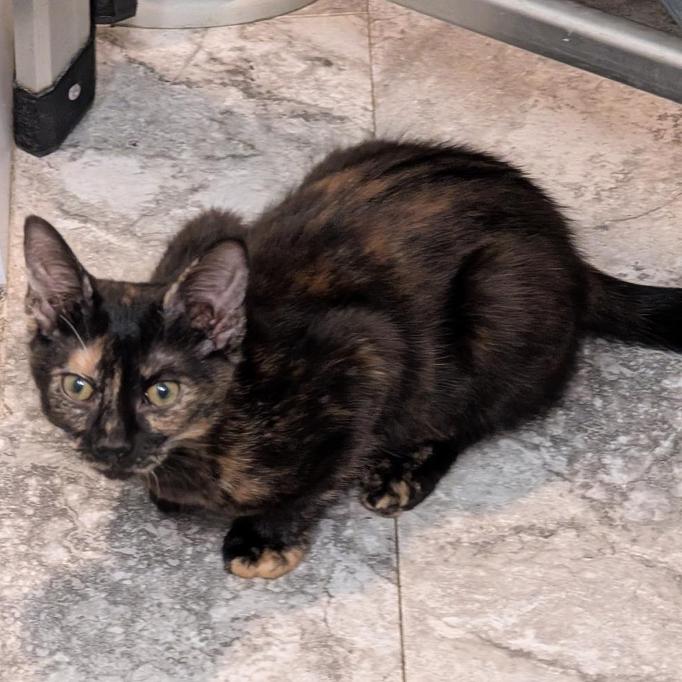 Enlarge Heather, a ADOPTABLE Tortoiseshell in Reisterstown, MD image 3/6