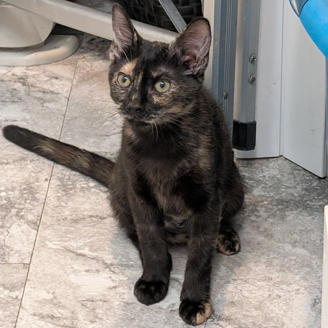 Enlarge Heather, a ADOPTABLE Tortoiseshell in Reisterstown, MD image 2/6
