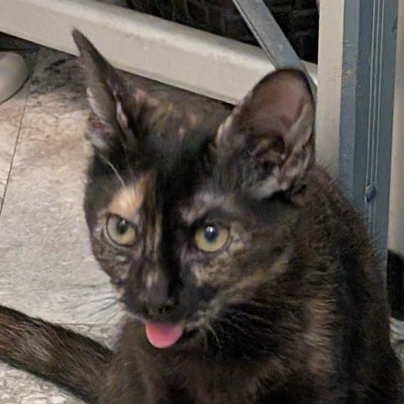 Heather, ADOPTABLE, Kitten Female Tortoiseshell.