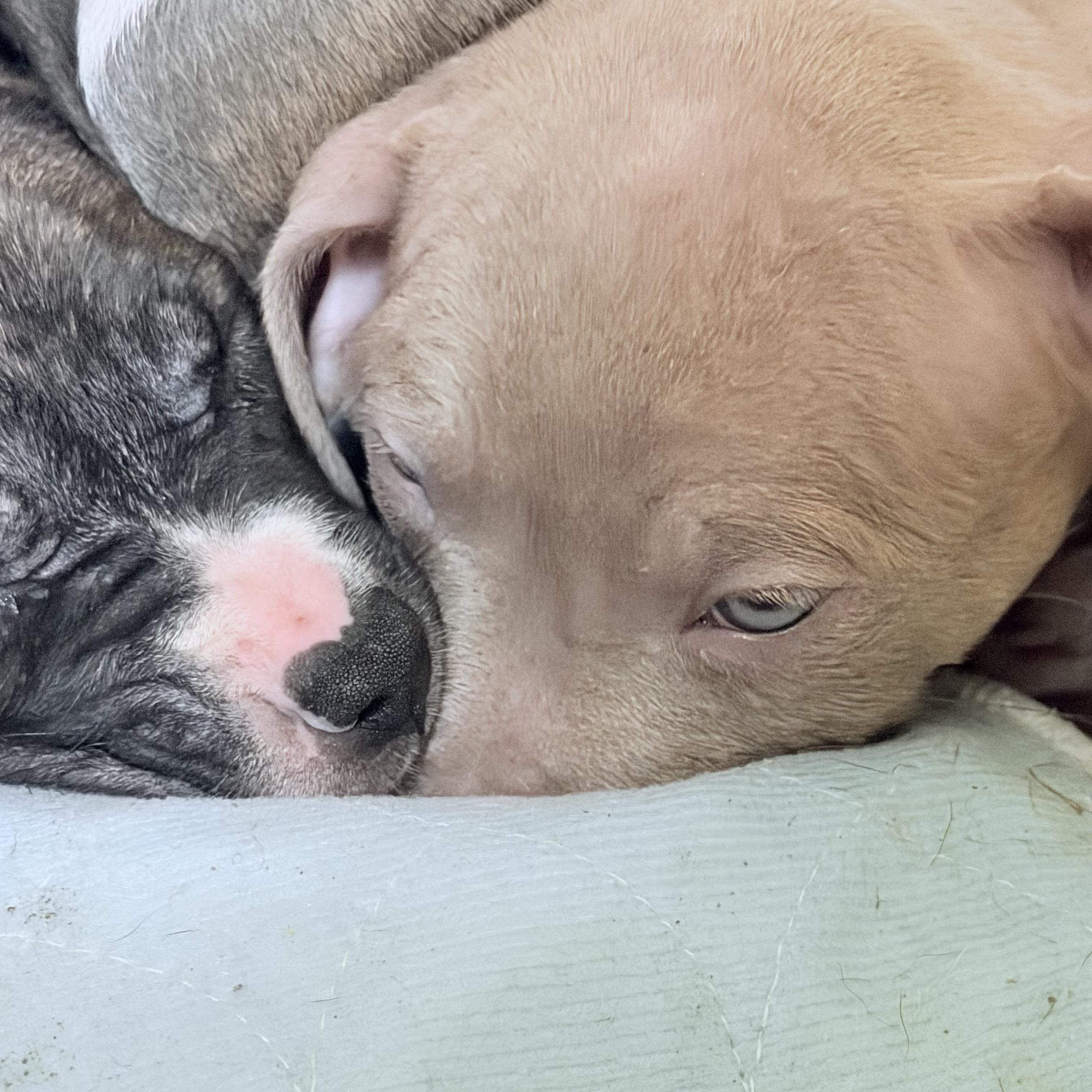 Ember, adopted, Puppy Female Pit Bull Terrier.