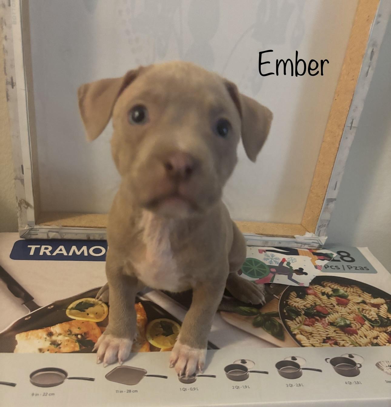 Enlarge Ember, an adopted mixed breed in Wilmington, IL image 3/3