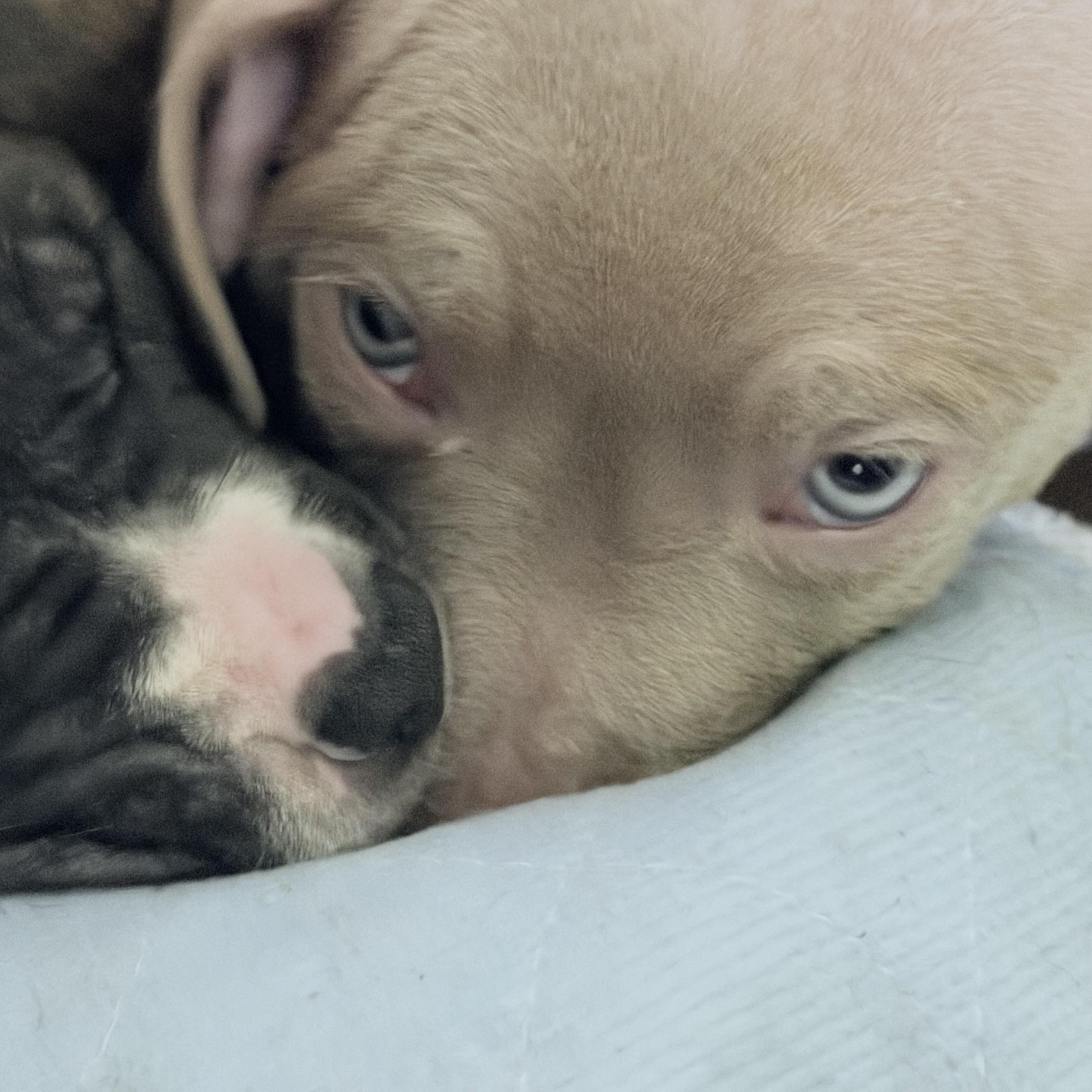 Enlarge Ember, an adopted mixed breed in Wilmington, IL image 2/3