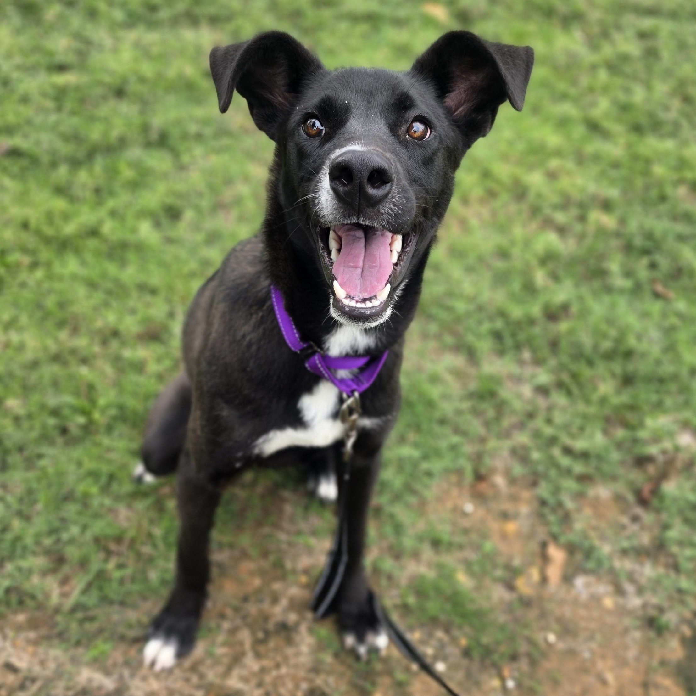 Enlarge Slim Jim, a Adoptable mixed breed in Lowell, AR image 1/6