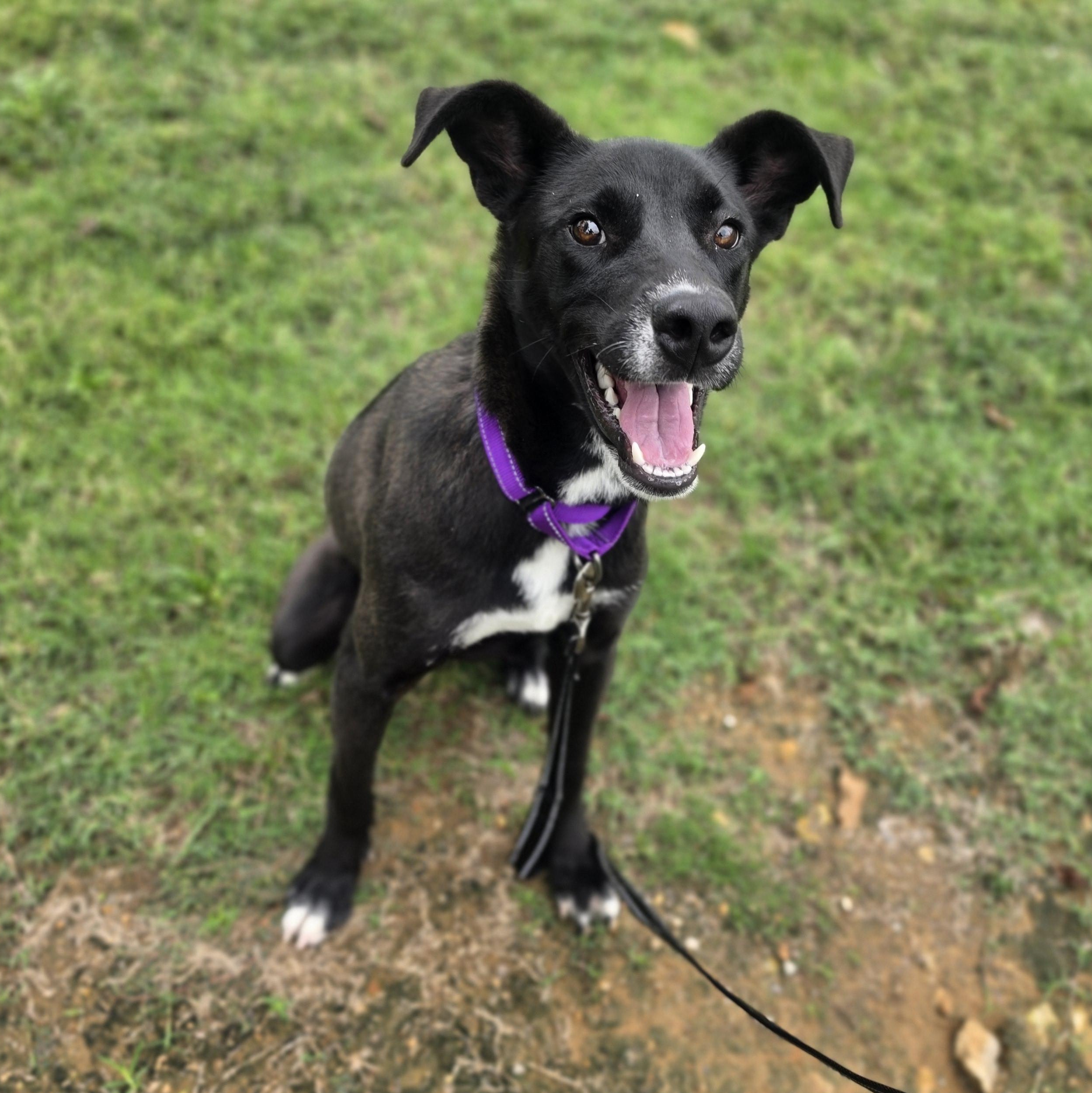 Enlarge Slim Jim, a Adoptable mixed breed in Lowell, AR image 6/6