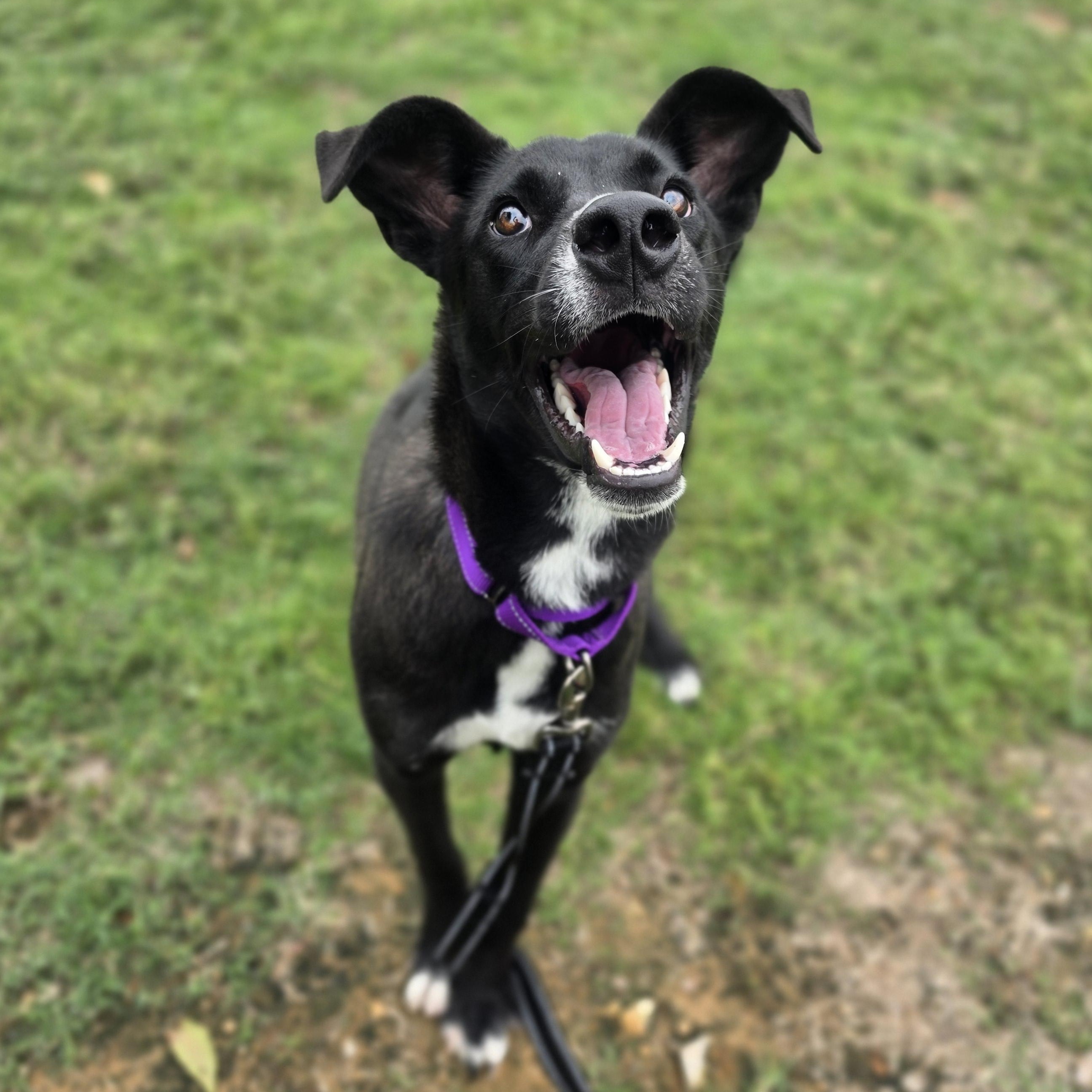 Enlarge Slim Jim, a Adoptable mixed breed in Lowell, AR image 5/6
