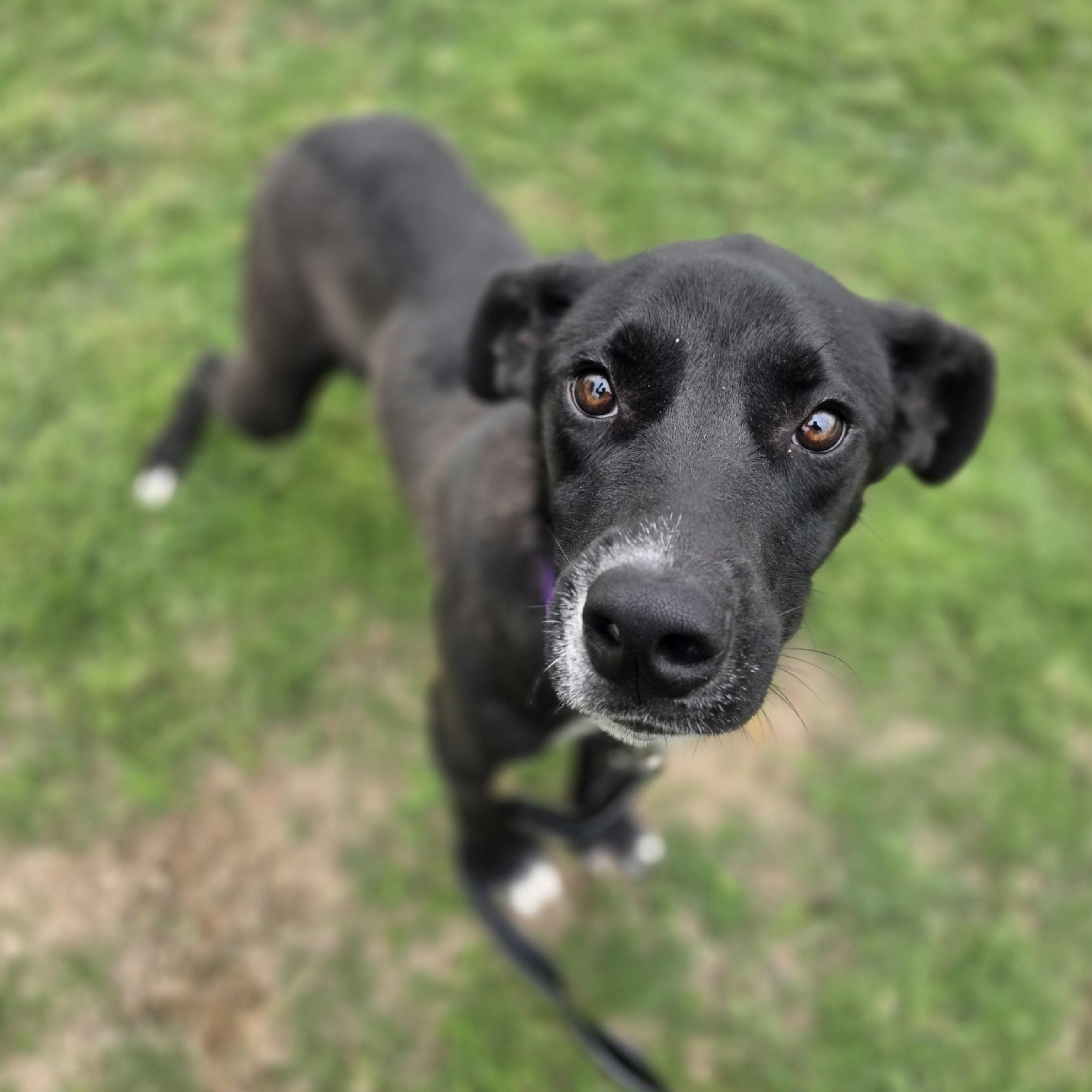 Enlarge Slim Jim, a Adoptable mixed breed in Lowell, AR image 3/6