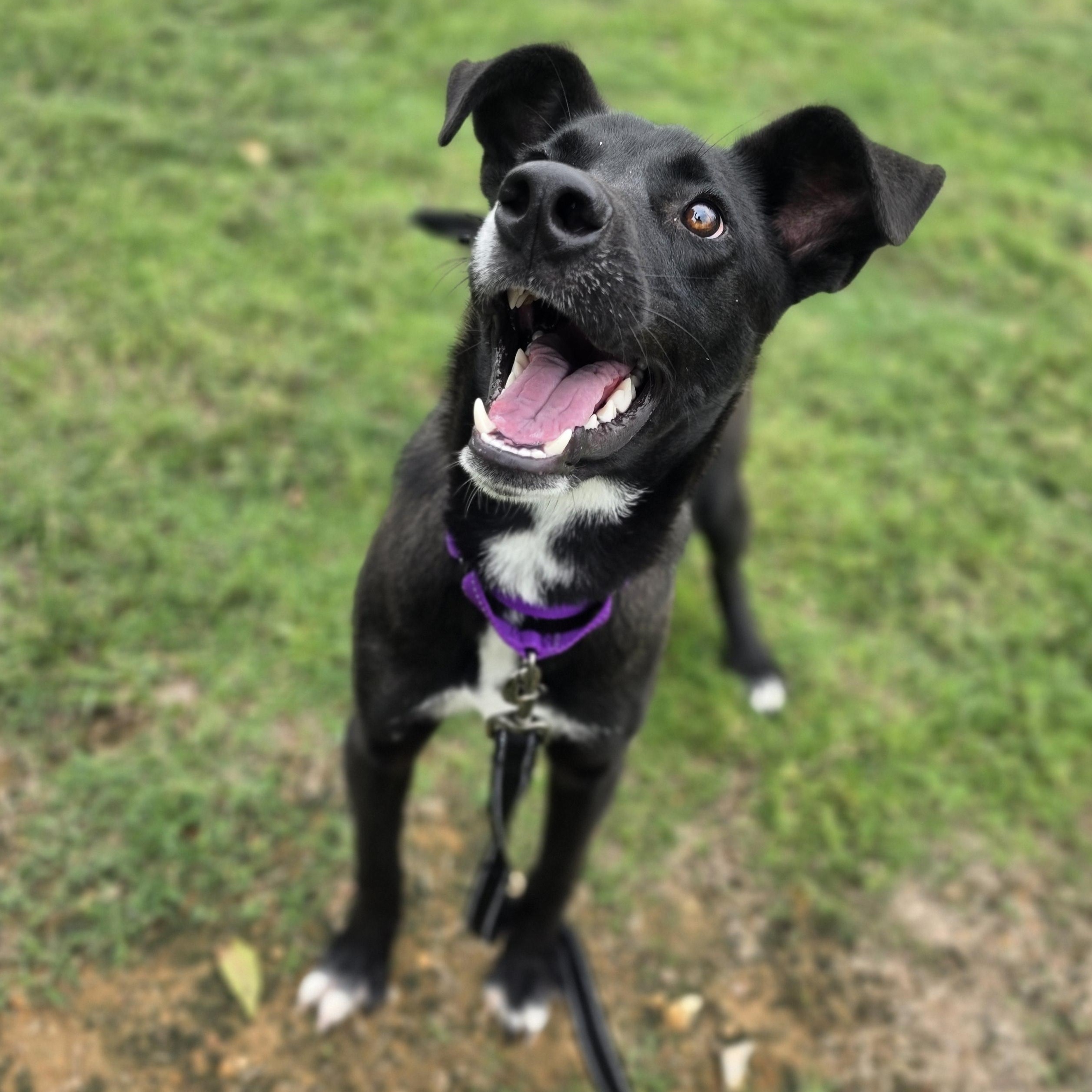 Enlarge Slim Jim, a Adoptable mixed breed in Lowell, AR image 4/6