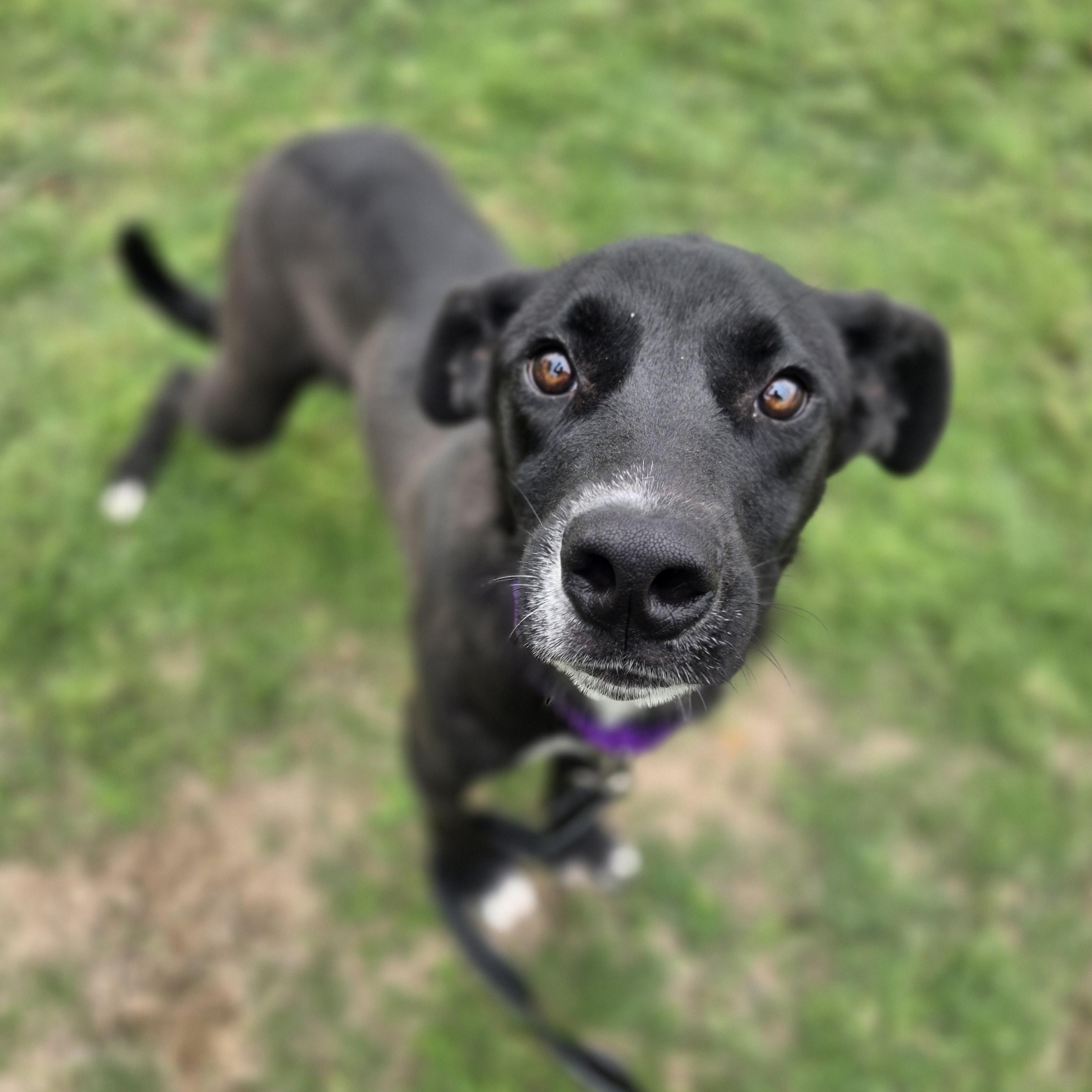 Enlarge Slim Jim, a Adoptable mixed breed in Lowell, AR image 2/6