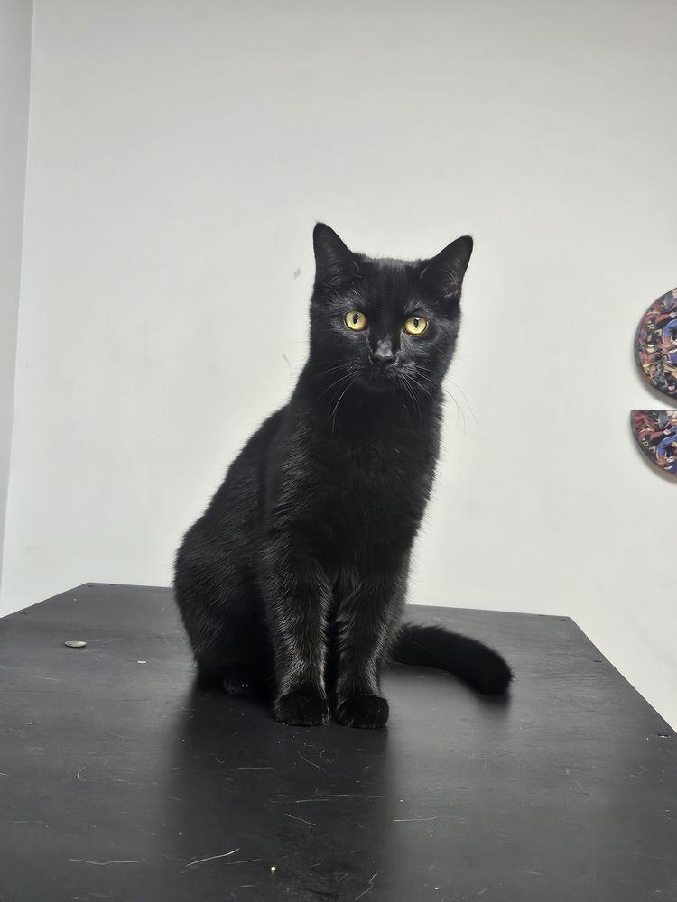 Stoli, a Adoptable mixed breed in West Mifflin, PA image 4/6