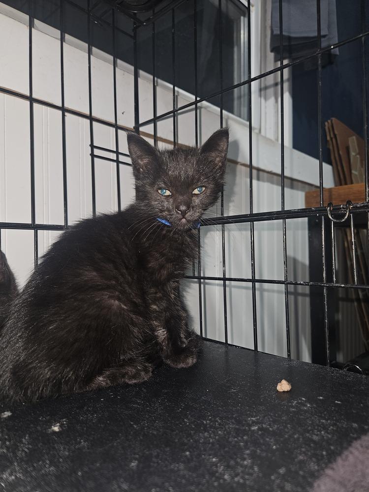 Stoli, a Adoptable mixed breed in West Mifflin, PA image 6/6