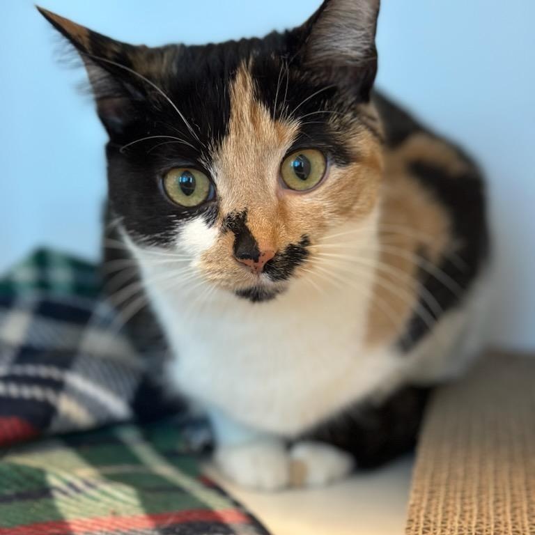 Enlarge Rose (ID 48191/69), a ADOPTABLE Domestic Short Hair in Manassas, VA image 1/1