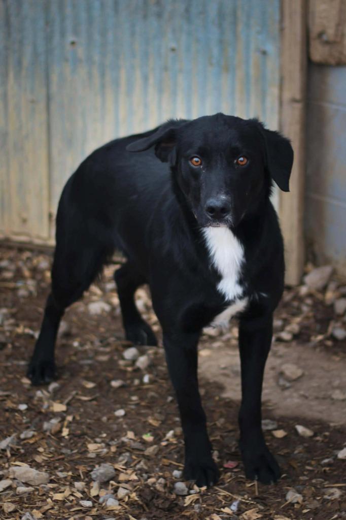 Enlarge Grinch, an adopted Black Labrador Retriever in Calhoun, KY image 1/1