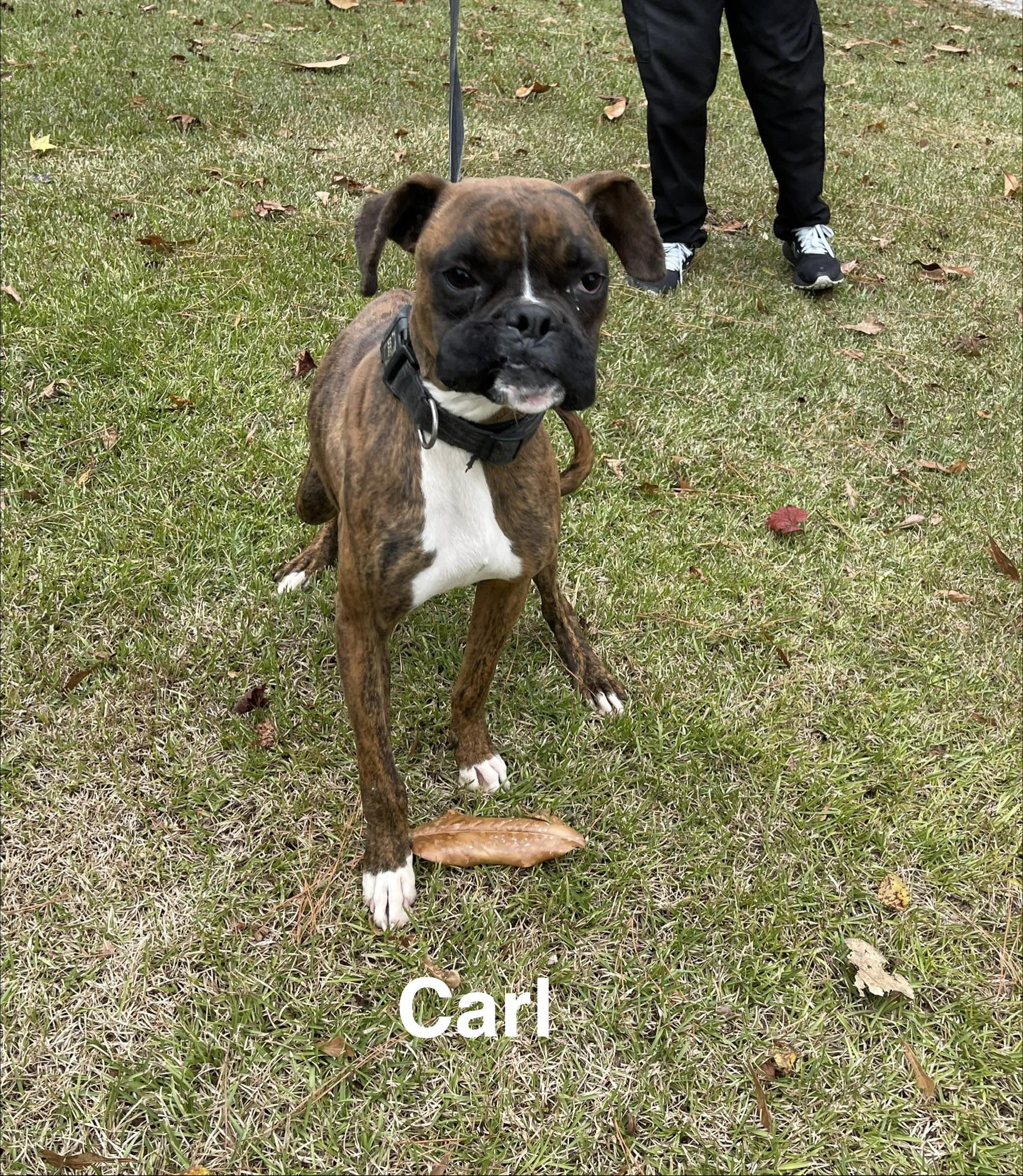 Enlarge Carl, an adopted Boxer in Alexander City, AL image 1/1